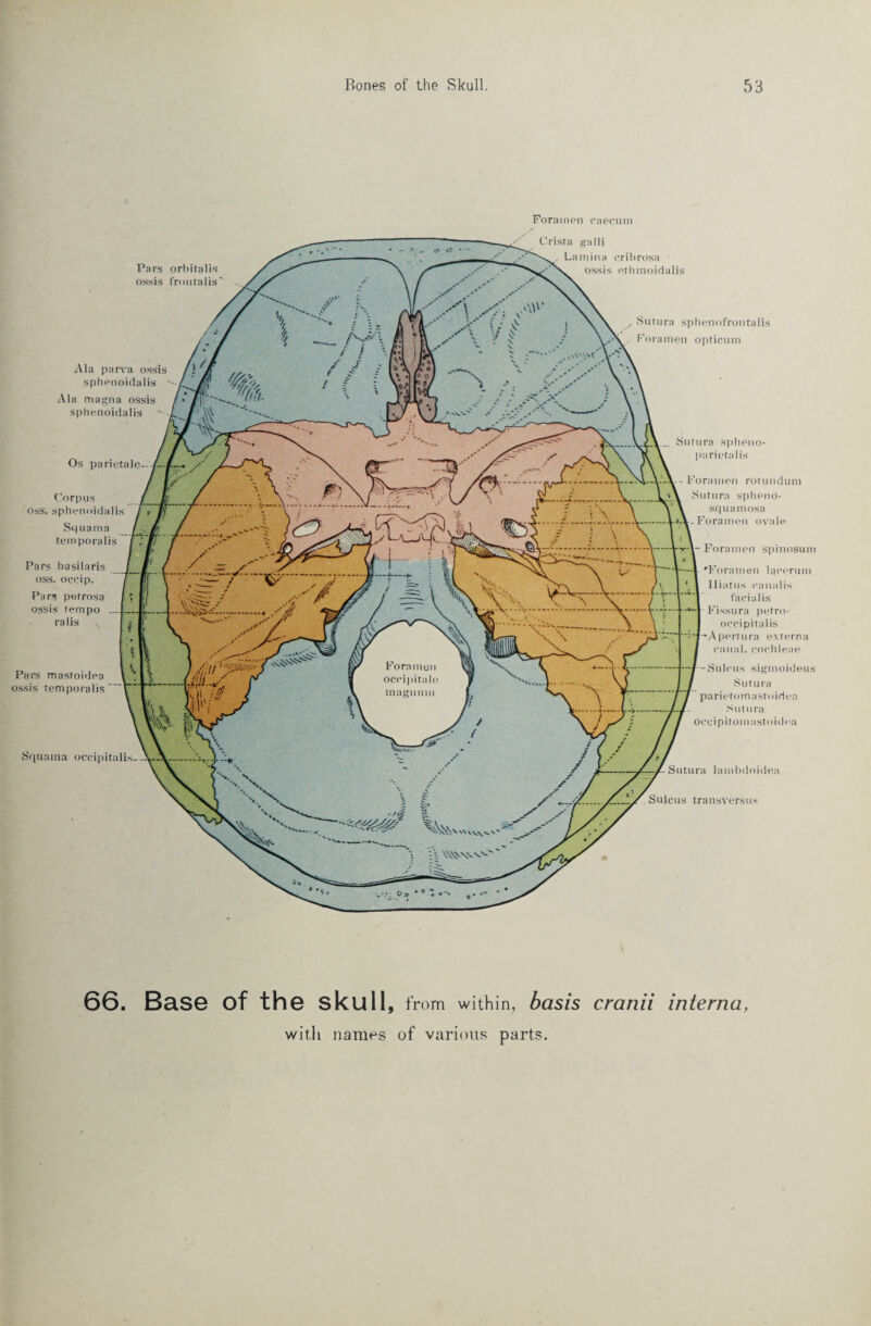 Foramen caecum 66. Base of the skull, from within, basis cranii interna, with names of various parts.