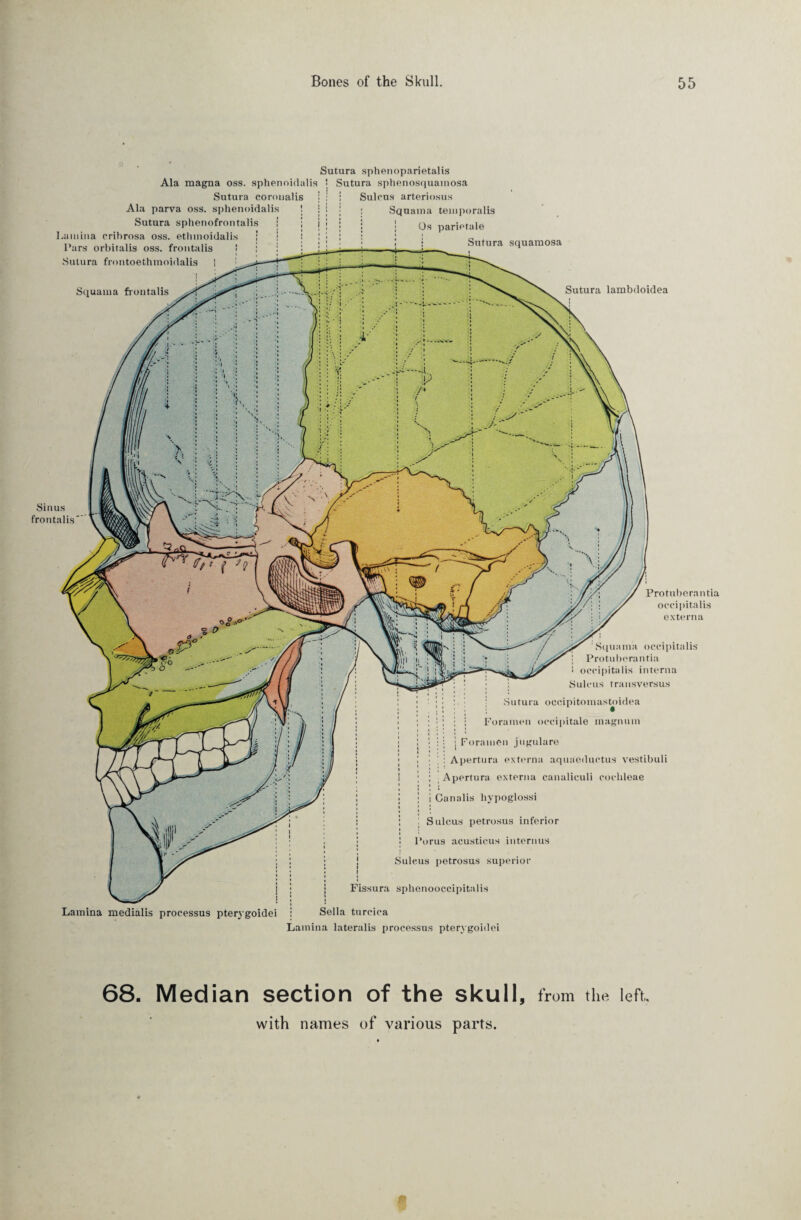 Sutura sphenoparietalis Ala magna oss. sphenoidalis ■ Sutura sphenosquamosa Sutura coroualis Ala parva oss. sphenoidalis Sutura sphenofrontalis Lamina crihrosa oss. ethinoidalis Pars orbitalis oss. frontalis Sutura frontoethmoidalis Squama frontalis Sulcus arteriosus Squama temporalis Os parietale Sutura squamosa Sutura lambdoidea Sinus frontalis Protuberantia occipitalis externa Squama occipitalis , Protuberantia ■ occipitalis interna Sulcus transversus Sutura occipitomashndea ; ; ! ; I ; Foramen occipitale magnum t * • ! 1 ! 1 1 1 , 1 1 • : ; j Foramen jugulare ! ; Apertura externa aqua'eductus vestibuli ; ; Apertura externa canaliculi cochleae i i > j i Canalis hypoglossi j Sulcus petrosus inferior Porus acusticus internus Suleus petrosus superior I Fissura sphenooccipitalis Lamina medialis processus pterygoidei : Sella turcica Lamina lateralis processus pterygoidei 68. Median section of the skull, from the left,