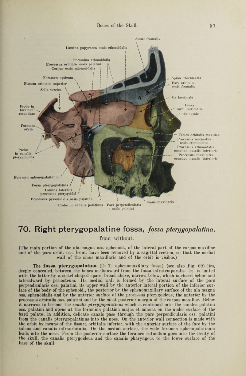 Sinns frontalis \ Lamina papyracea ossis ethmoidalis Foramina etlunoidalia Proeessup orbitalis ossis palatini Corpus ossis sphenoidalis Foramen opticnm FisSnra orbitalis superior Sella turcica Probe in foramen''' ro tundnm Fossa sacci lacrimalis Os nasale • Facies orbitalis maxillae Processus uncinatus ossis ethmoidalis Processus ethmoidalis conchae nasalis inferioris Processus maxillaris conchae nasalis inferioris „ Spina trochlearis Pars orbitalis ossis frontalis Os lacrimale pterygoideus Foramen sphenopalatinum Fossa pterygopalatina J Lamina lateralis processus pterygoidei * Processus pyramidalis ossis palatini ' Sinus maxillaris Foramen ^ ovale Probe in canalis Probe in canalis palatinus Pars perpendicularis * ossis palatini 70. Right pterygopalatine fossa, fossa pterygopalatina, from without. (The main portion of the ala magna oss. sphenoid., of the lateral part of the corpus maxillae and of the pars orbit, oss. front, have been removed by a sagittal section, so that the medial wall of the sinus maxillaris and of the orbit is visible.) The fossa pterygopalatina (0. T. sphenomaxillary fossa) (see also Fig. 69) lies, deeply concealed, between the bones medianward from the fossa infratemporalis. It is united with the latter by a sickel-shaped space, broad above, narrow below, which is closed below and lateralward by periosteum. Its medial wall is formed by the lateral surface of the pars perpendicularis oss. palatini, its upper wall by the anterior lateral portion of the inferior sur¬ face of the body of the sphenoid., the posterior by the sphenomaxillary surface of the ala magna oss. sphenoidalis and by the anterior surface of the processus pterygoideus, the anterior by the processus orbitalis oss. palatini and by the most posterior margin of the corpus maxillae. Below it narrows to become the canalis pterygopalatinus which is continued into the canales palatini oss. palatini and opens at the foramina palatina majus et minora on the under surface of the hard palate; in addition, delicate canals pass through the pars perpendicularis oss. palatini from the canalis pterygopalatinus into the nose. On the anterior wall connection is made with the orbit by means of the fissura orbitalis inferior, with the anterior surface of the face by the sulcus and canalis infraorbitalis. On the medial surface, the wide foramen sphenopalatinum leads into the nose. From the posterior surface the foramen rotundum goes into the cavity of the skull, the canalis pterygoideus and the canalis pharyngeus to the lower surface of the base of the skull.