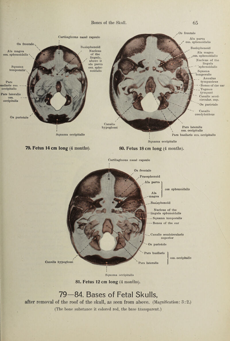 Cartilaginous nasal capsule Basisphenoid r Nucleus of the lingula, / above it ala parva oss. sphe- noidalis Canalis hypoglossi z Os frontale Ala parva / oss. splienoidalis Basisphenoid Ala magna ^oss. sphenoidalis Nucleus of the lingula —sphenoidalis Squama temporalis Annulus tympanicus - -Bones of ilie -_Tegmen tyrnpani  Canalis semi¬ circular. sup. 'Os parietale Canalis condvloideus \ Pars lateralis \ oss. occipitalis Pars »asilaris oss.- occipitalis Pars lateralis oss. occipitalis Os frontale Ala magna oss. sphenoidalis \ Squama temporalis\ Os parietale Squama occipitalis Pars basilaris oss. occipitalis i Squama occipitalis 79. Fetus 14 cm long (4 months). 80. Fetus 18 cm long (4 months). Cartilaginous nasal capsule i I I / / y Canalis hypoglossi -„Canalis semicircularis superior • Os parietale s Pars basilaris Pars lateralis oss. occipitalis Os frontale _Basisphenoid oss sphenoidalis Nucleus of the -lingula sphenoidalis -Squama temporalis -Bones of the ear ,-Praesphenoid . Ala parva Ala magna i I I Squama occipitalis 81. Fetus 12 cm long (4 months). 79—84. Bases of Fetal Skulls, after removal of the roof of the skull, as seen from above. (Magnification: 3:2.)