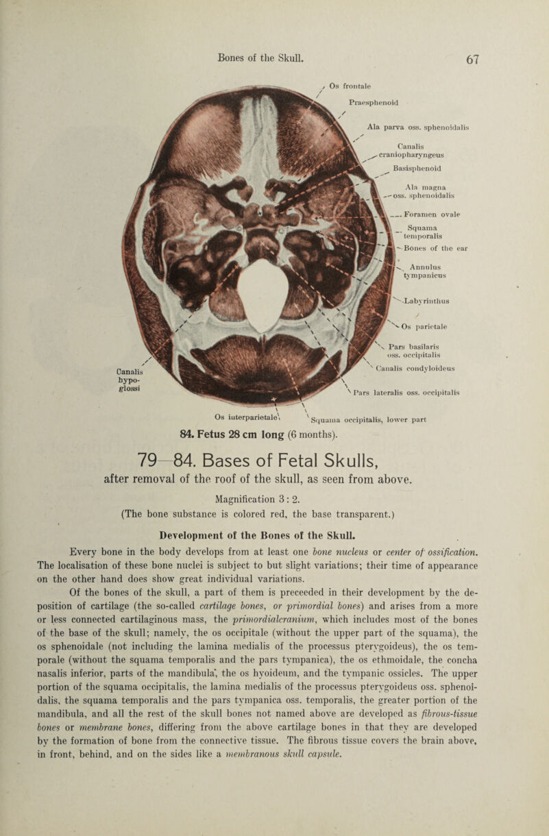 / Os frontale Pvaesphenoid Ala parva oss. sphenoidalis Canalis craniopharyngeus Basispbenoid Ala magna oss. sphenoidalis _Foramen ovale Squama temporalis  Bones of the ear ^ Annulus tympanicus v''Xabyrintlius Os parietale x Pars basilaris oss. occipitalis s Canalis condyloideus Canalis bypo- glossi \ ^ Pars lateralis oss. occipitalis ' \ Os iuterparietale i x gquama occipitalis, lower part 84. Fetus 28 cm long (6 months). 79—84. Bases of Fetal Skulls, after removal of the roof of the skull, as seen from above. Magnification 3: 2. (The bone substance is colored red, the base transparent.) Development of the Bones of the Skull. Every bone in the body develops from at least one bone nucleus or center of ossification. The localisation of these bone nuclei is subject to but slight variations; their time of appearance on the other hand does show great individual variations. Of the bones of the skull, a part of them is preceeded in their development by the de¬ position of cartilage (the so-called cartilage bones, or primordial bones) and arises from a more or less connected cartilaginous mass, the primordialeranium, which includes most of the bones of the base of the skull; namely, the os occipitale (without the upper part of the squama), the os sphenoidale (not including the lamina medialis of the processus ptervgoideus), the os tem¬ porale (without the squama temporalis and the pars tympanica), the os ethmoidale, the concha nasalis inferior, parts of the mandibula*, the os hvoideum, and the tympanic ossicles. The upper portion of the squama occipitalis, the lamina medialis of the processus ptervgoideus oss. sphenoi¬ dalis, the squama temporalis and the pars tympanica oss. temporalis, the greater portion of the mandibula, and all the rest of the skull bones not named above are developed as fibrous-tissue bones or membrane bones, differing from the above cartilage bones in that they are developed by the formation of bone from the connective tissue. The fibrous tissue covers the brain above, in front, behind, and on the sides like a membranous skull capsule.