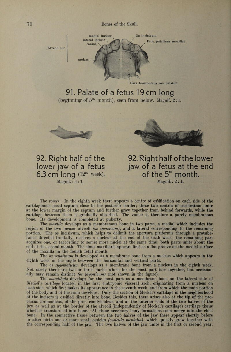 Alveoli for medial incisor lateral incisor \ canine \ \ molars - Os incisivum Proc. palatinus maxillae / s / i Pars horizontalis oss. palatini 91. Palate of a fetus 19 cm long (beginning of 5th month), seen from below. Magnit 2:1. 92. Right half of the lower jaw of a fetus 6.3 Cm long (12,h week). Magnif.: 4:1. 92. Right half of the lower jaw of a fetus at the end of the 5,h month. Magnif.: 2 :1. The vomer. In the eighth week there appears a centre of ossification on each side of the cartilaginous nasal septum close to the posterior border; these two centres of ossification unite at the lower margin of the septum and further grow together from behind forwards, while the cartilage between them is gradually absorbed. The vomer is therefore a purely membranous bone. Its development is completed at puberty. The maxilla develops as a membranous bone in two parts, a medial which includes the region of the two incisor alveoli (os incisivum), and a lateral corresponding to the remaining portion. The os incisivum, which helps to delimit the apertura piriformis through a protube¬ rance directed frontally, receives a nucleus at the end of the sixth week; the remaining part acquires one, or (according to some) more nuclei at the same time; both parts unite about the end of the second month. The sinus maxillaris appears first as a flat groove on the medial surface of the maxilla in the fourth fetal month. The os palatinum is developed as a membrane bone from a nucleus which appears in the eighth week in the angle between the horizontal and vertical parts. The os zygomaticum develops as a membrane bone from a nucleus in the eighth week. Not rarely there are two or three nuclei which for the most part fuse together, but occasion¬ ally may remain distinct (os japonicum) (not shown in the figure). The mandibula develops for the most part as a membrane bone on the lateral side of Meckel's cartilage located in the first embryonic visceral arch, originating from a nucleus on each side, which first makes its appearance in the seventh week, and from which the main portion of the body and of the rami develops. Only the section of Meckel’s cartilage in the neighborhood of the incisors is ossified directly into bone. Besides this, there arises also at the tip of the pro¬ cessus coronoideus, of the proc. condyloideus, and at the anterior ends of the two halves of the jaw as well as at the border of the alveoli (independently of Meckel’s cartilage) cartilage tissue which is transformed into bone. All these accessory bony formations soon merge into the chief bone. In the connective tissue between the two halves of the jaw there appear shortly before or after birth one or more small ossicles (ossicula mentalia), which quickly grow together with the corresponding half of the jaw. The two halves of the jaw unite in the first or second year.