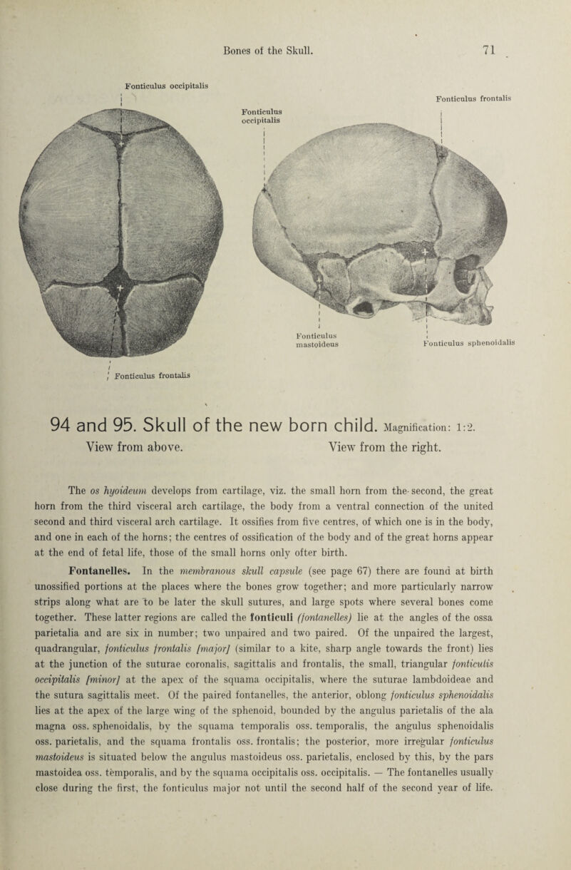 Fonticulus occipitalis i l / Fonticulus frontalis 94 and 95. Skull of the new born child. Magnification: 1:2. View from above. View from the right. Fonticulus frontalis Fonticulus occipitalis Fonticulus mastoideus Fonticulus sphenoidalis The os hyoideum develops from cartilage, viz. the small horn from the- second, the great horn from the third visceral arch cartilage, the body from a ventral connection of the united second and third visceral arch cartilage. It ossifies from five centres, of which one is in the body, and one in each of the horns; the centres of ossification of the body and of the great horns appear at the end of fetal life, those of the small horns only öfter birth. Fontanelles. In the membranous skull capsule (see page 67) there are found at birth unossified portions at the places where the bones grow together; and more particularly narrow strips along what are to be later the skull sutures, and large spots where several bones come together. These latter regions are called the fonticuli (fontanelles) lie at the angles of the ossa parietalia and are six in number; two unpaired and two paired. Of the unpaired the largest, quadrangular, fonticulus frontalis [major] (similar to a kite, sharp angle towards the front) lies at the junction of the suturae coronalis, sagittalis and frontalis, the small, triangular fonticulis occipitalis [minor] at the apex of the squama occipitalis, where the suturae lambdoideae and the sutura sagittalis meet. Of the paired fontanelles, the anterior, oblong fonticulus sphenoidalis lies at the apex of the large wing of the sphenoid, bounded by the angulus parietalis of the ala magna oss. sphenoidalis, by the squama temporalis oss. temporalis, the angulus sphenoidalis oss. parietalis, and the squama frontalis oss. frontalis; the posterior, more irregular fonticulus mastoideus is situated below the angulus mastoideus oss. parietalis, enclosed by this, by the pars mastoidea oss. temporalis, and by the squama occipitalis oss. occipitalis. — The fontanelles usually close during the first, the fonticulus major not until the second half of the second year of life.