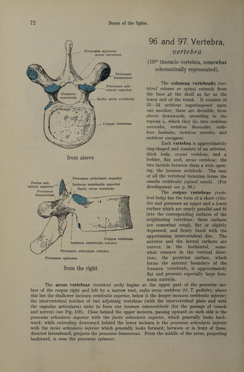 Processus spinosus Arcus vertebrae 96 and 97. Vertebra, _ Processus transversus Processus arti- cularis superior -Radix arcus vertebrae _Corpus vertebrae from above Facies arti- cularis superior Processus transversus Processus articularis superior Incisura vertebralis superior Radix arcus vertebrae vertebra (10th thoracic vertebra, somewhat schematically represented). The columna vertebralis (ver¬ tebral column or spine) extends from the base x»f the skull as far as the lower end of the trunk. It consists of 33—34 vertebrae superimposed upon one another; these are divisible, from above downwards, according to the regions m which they lie, into vertebrae cervicales, vertebrae thoracales, verte¬ brae lumbales, vertebrae sacrales, and vertebrae coccygeae. Each vertebra is approximately ring-shaped and consists of an anterior, thick body, corpus vertebrae, and a feebler, flat arch, arcus vertebrae; the two include between them a wide open¬ ing, the foramen vertebrale. The sum of all the vertebral foramina forms the canalis vertebralis (spinal canal). (For development see p. 98.) The corpus vertebrae (verte¬ bral body) has the form of a short cylin¬ der and possesses an upper and a lower surface which are nearly parallel and fit into the corresponding surfaces of the neighboring vertebrae; these surfaces are somewhat rough, flat or slightly depressed, and firmly fused with the appertaining intervertebral disc. The anterior and the lateral surfaces are convex in the horizontal, some¬ what concave in the vertical direc¬ tion; the posterior surface, which forms the anterior boundary of the foramen vertebrale, is approximately flat and presents especially large fora¬ mina nutricia. The arcus vertebrae (vertebral arch) begins at the upper part of the posterior sur¬ face of the corpus right and left by a narrow root, radix arcus vertebrae (0. T. pedicle); above this lies the shallower incisura vertebralis superior, below it the deeper incisura vertebralis inferior; the intervertebral notches of two adjoining vertebrae (with the intervertebral plate and with the capsulae articulares) unite to form one foramen intervertebrale (for the passage of vessels and nerves) (see Fig. 108). Close behind the upper incisura, passing upward on each side is the processus articularis superior with the facies articularis superior, which generally looks back¬ ward; while extending downward behind the lower incisura is the processus articularis inferior with the facies articularis inferior which generally looks forward; between or in front of these, directed lateralward, projects the processus transversus. From the middle of the arcus, projecting backward, is seen the processus spinosus. * I Corpus vertebrae Incisura vertebralis inferior Processus articularis inferior Processus spinosus from the right