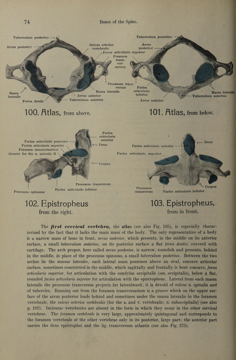 Massa lateralis Fovea dentis ' Sulcus arteriae Arcus / vertebralis posterior -- , Fovea articularis superior Foramen v trans- ver- sarium I „ i Processus trails- ' versus Massa lateralis N Arcus anterior Tuberculum an terms Facies articularis inferior Arcus anterior J Massa lateraliß Tuberculum anterius Tuberculum posterius — Arcus posterior -- Tuberculum posterius 100. Atlas, from above. 101. Atlas, from below. Facies articularis anterior Dens Corpus Processus transversus Facies articularis posterior- Facies articularis superior Foramen transversarium \ Groove for the n. spinalis 11 Processus spinosus Facies articularis inferior Facies <— Dens Processus transversus Corpus Facies articularis inferior Facies articularis anterior articularis superior 102. Epistropheus 103. Epistropheus, from the right. from in front. The first cervical vertebra, the atlas (see also Fig. 105), is especially charac¬ terized by the fact that it lacks the main mass of the body. The only representative of a body is a narrow mass of bone in front, arcus anterior, which presents, in the middle on its anterior surface, a small tuberculum anterius, on its posterior surface a flat fovea .dentis, covered with cartilage. The arch proper, here called arcus 'posterior, is narrow, roundish and presents, behind in the middle, in place of the processus spinosus, a small tuberculum posterius. Between the two arches lie the massae laterales; each lateral mass possesses above an oval, concave articular surface, sometimes constricted in the middle, which sagittallv and frontally is bent concave, fovea articularis superior, for articulation with the condylus occipitalis (oss. occipitalis), below a flat, rounded facies articularis inferior for articulation with the epistropheus. Lateral from each massa lateralis the processus transversus projects far lateralward; it is devoid of sulcus n. spinalis and of tubercles. Running out from the foramen transversarium is a groove which on the upper sur¬ face of the arcus posterior leads behind and sometimes under the massa lateralis to the foramen vertebrale, the sulcus arteriae vertebralis (for the a. and v. vertebralis; n. suboccipitalis) (see also p. 182). Incisurac vertebrales are absent in the form in which they occur in the other cervical vertebrae. The foramen vertebrale is very large, approximately quintagonal and corresponds to the foramen vertebrale of the other vertebrae only in its posterior, large part; the anterior part carries the dens epistrophei and the lig. transversum atlantis (see also Fig. 275).