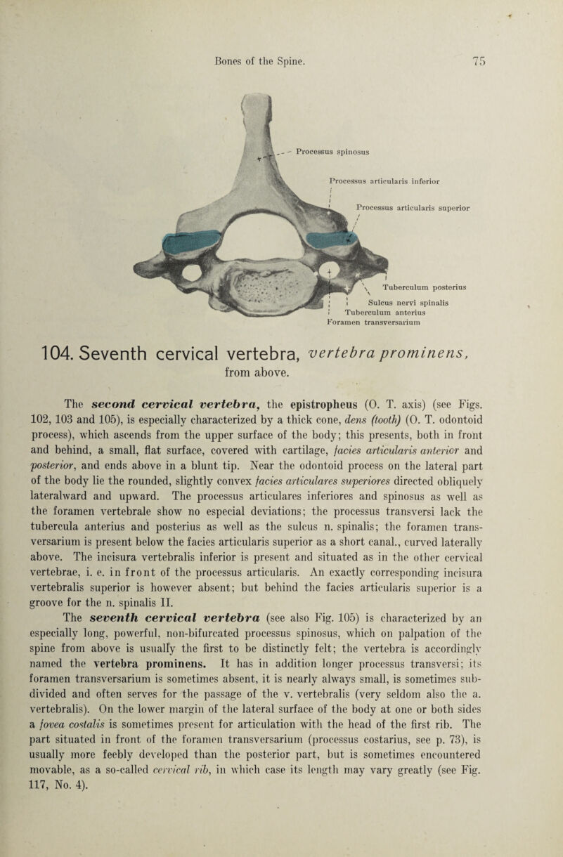 Tuberculum posterius Sulcus neryi spinalis Tuberculum anterius Foramen transversarium Processus spinosus Processus articularis inferior Processus articularis superior 104. Seventh cervical vertebra, vertebra prominens, from above. The second cervical vertebra, the epistropheus (0. T. axis) (see Figs. 102, 103 and 105), is especially characterized by a thick cone, dens (tooth) (O. T. odontoid process), which ascends from the upper surface of the body; this presents, both in front and behind, a small, flat surface, covered with cartilage, facies articularis anterior and posterior, and ends above in a blunt tip. Near the odontoid process on the lateral part of the body lie the rounded, slightly convex facies articulares superiores directed obliquely lateralward and upward. The processus articulares inferiores and spinosus as well as the foramen vertebrale show no especial deviations; the processus transversi lack the tubercula anterius and posterius as well as the sulcus n. spinalis; the foramen trans¬ versarium is present below the facies articularis superior as a short canal., curved laterally above. The incisura vertebralis inferior is present and situated as in the other cervical vertebrae, i. e. in front of the processus articularis. An exactly corresponding incisura vertebralis superior is however absent; but behind the facies articularis superior is a groove for the n. spinalis II. The seventh cervical vertebra (see also Fig. 105) is characterized by an especially long, powerful, non-bifurcated processus spinosus, which on palpation of the spine from above is usually the first to be distinctly felt; the vertebra is accordingly named the vertebra prominens. It has in addition longer processus transversi; its foramen transversarium is sometimes absent, it is nearly always small, is sometimes sub¬ divided and often serves for the passage of the v. vertebralis (very seldom also the a. vertebralis). On the lower margin of the lateral surface of the body at one or both sides a fovea costalis is sometimes present for articulation with the head of the first rib. The part situated in front of the foramen transversarium (processus costarius, see p. 73), is usually more feebly developed than the posterior part, but is sometimes encountered movable, as a so-called cervical rib, in which case its length may vary greatly (see Fig. 117, No. 4).