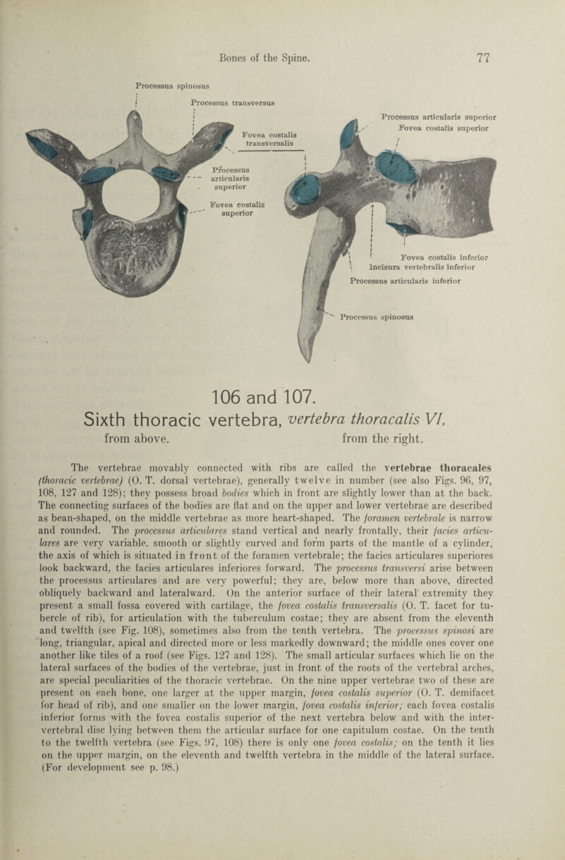 Processus spinosus Processus transversus Processus articularis superior Fovea costalis superior / / Fovea costalis transversalis Processus articularis superior Fovea costalis superior Processus spinosus Processus articularis inferior i Fovea costalis inferior Incisura vertebralis inferior 106 and 107. Sixth thoracic vertebra, vertebra thoracalis VI, from above. from the right. The vertebrae movably connected with ribs are called the vertebrae thoracales (thoracic vertebrae) (0. T. dorsal vertebrae), generally twelve in number (see also Figs. 96, 97, 108, 127 and 128); they possess broad bodies which in front are slightly lower than at the back. The connecting surfaces of the bodies are flat and on the upper and lower vertebrae are described as bean-shaped, on the middle vertebrae as more heart-shaped. The foramen vertebrale is narrow and rounded. The processus articulares stand vertical and nearly frontally, their facies articu- lares are very variable, smooth or slightly curved and form parts of the mantle of a cylinder, the axis of which is situated in front of the foramen vertebrale; the facies articulares superiores look backward, the facies articulares inferiores forward. The processus transversi arise between the processus articulares and are very powerful; they are, below more than above, directed obliquely backward and lateralward. On the anterior surface of their lateral extremity they present a small fossa covered with cartilage, the fovea costalis transversalis (0. T. facet for tu¬ bercle of rib), for articulation with the tuberculum costae; they are absent from the eleventh and twelfth (see Fig. 108), sometimes also from the tenth vertebra. The processus spinosi are long, triangular, apical and directed more or less markedly downward; the middle ones cover one another like tiles of a roof (see Figs. 127 and 128). The small articular surfaces which lie on the lateral surfaces of the bodies of the vertebrae, just in front of the roots of the vertebral arches, are special peculiarities of the thoracic vertebrae. On the nine upper vertebrae two of these are present on each bone, one larger at the upper margin, fovea costalis superior (0. T. demifacet for head of rib), and one smaller on the lower margin, fovea costalis inferior; each fovea costalis inferior forms with the fovea costalis superior of the next vertebra below and with the inter¬ vertebral disc lying between them the articular surface for one capitulum costae. On the tenth to the twelfth vertebra (see Figs. 97, 108) there is only one fovea costalis; on the tenth it lies on the upper margin, on the eleventh and twelfth vertebra in the middle of the lateral surface. (For development see p. 98.)