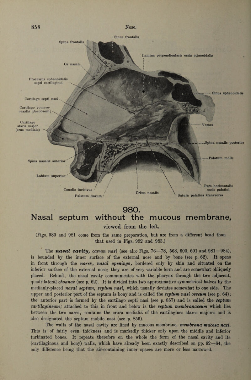 I Sinus frontalis —Spina nasalis posterior Lamina perpendicularis ossis etbraoidalis Spina nasalis anterior Palatum molle Spina frontalis Os nasale Processus sphenoidalis septi cartilaginei Caitilago septi nasi Cartilago vomero- nasalis [Jacobsoni] ^ Cartilago alaris major (crus mediale) — Sinus sphenoidalis Vomer Labium superius'' Canalis incisivus ' / / Palatum durum ' Crista nasalis Pars horizontalis ossis palatini Sutura palatina transversa 980. Nasal septum without the mucous membrane, viewed from the left. (Figs. 980 and 981 come from the same preparation, but are from a different head than that used in Figs. 982 and 983.) The nasal cavity, cavum nasi (see ako Figs. 76—78, 568, 600, 601 and 981—984), is bounded by the inner surface of the external nose and by bone (see p. 62). It opens in front through the nares, nasal openings, bordered only by skin and situated on the inferior surface of the external nose; they are of very variable form and are somewhat obliquely placed. Behind, the nasal cavity communicates with the pharynx through the two adjacent, quadrilateral choanae (see p. 62). It is divided into two approximative symmetrical halves by the medianly-placed nasal septum, septum nasi, which usually deviates somewhat to one side. The upper and posterior part of the septum is bony and is called the septum nasi osseum (see p. 64); the anterior part is formed by the cartilago septi nasi (see p. 857) and is called the septum cartilagineum; attached to this in front and below is the septum membranaceum which lies between the two nares, contains the crura medialia of the cartilagines alares majores and is also designated the septum mobile nasi (see p. 856). The walls of the nasal cavity are lined by mucous membrane, membrana mucosa nasi. This is of fairly even thickness and is markedly thicker only upon the middle and inferior turbinated bones. It repeats therefore on the whole the form of the nasal cavity and its (cartilaginous and bony) walls, which have already been exactly described on pp. 62—64, the only difference being that the air-containing inner spaces are more or less narrowed.