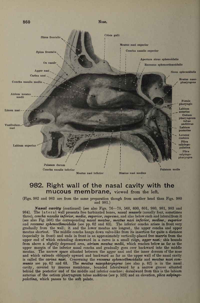 Sinns frontalis^ X. ( w . 1 Spina frontalis. Os nasale \ \ \' Agger nasi ^ \ \ • Carina nasi ^ Concha nasalis media Atrium meatus medii Limen nasi - - Labium superius  /. Palatum durum Vestibulum , nasi Meatus naso- / pharyngeus Crista galli Meatus nasi superior l i Concha nasalis superior ! ! I Apertura sinus sphenoidalis i i / i I J Recessus sphenoethmoidalis Sinus sphenoidalis Fornix  pharyngis Labium _ anterius Ostium pharvngeum tubae auditivae _ Labium posterius Levator cushion Plica ^ salpingo- palatina Plica saipingo- pharyngea Concha nasalis inferior Palatum molle Meatus nasi inferior Meatus nasi medius 982. Right wall of the nasal cavity with the mucous membrane, viewed from the left. (Figs. 982 and 983 are from the same preparation though from another head than Figs. 980 and 981.) Nasal cavity (continued) (see also Figs. 76—78, 568, 600, 601, 980, 981, 983 and 984). The lateral wall presents free turbinated bones, nasal mussels (usually four, sometimes three), concha nasalis inferior, media, superior, suprema, and also below each and lateral from it (see also Fig. 568) the corresponding nasal meatus, meatus nasi inferior, medius, superior and recessus sphenoethmoidalis (see pp. 62 and 63). The inferior concha arises in front very gradually from the wall; it and the lower meatus are longest, the upper concha and upper meatus shortest. The middle concha hangs down valve-like from its insertion for quite a distance (especially in front) and ends in front in an approximately vertically-placed free margin from the upper end of which extending downward in a curve is a small ridge, agger nasi; this bounds from above a slightly depressed area, atrium meatus medii, which reaches below as far as the upper margin of the inferior nasal concha and gradually goes over backward into the middle meatus. The narrow space situated between the agger nasi and the inner dorsum of the nose and which extends obliquely upward and backward as far as the upper wall of the nasal cavity is called the carina nasi. Concerning the recessus sphenoethmoidalis and meatus nasi com¬ munis see pp. 62 and 63. The meatus nasopharyngeus (see also p. 62) is in the nasal. cavity, covered by mucous membrane, bounded lateralward by a narrow groove situated behind the posterior end of the middle and inferior conchae; dorsalward from this is the labium anterius of the ostium pharyngeum tubae auditivae (see p. 523) and an elevation, plica salpingo- palatina, which passes to the soft palate.