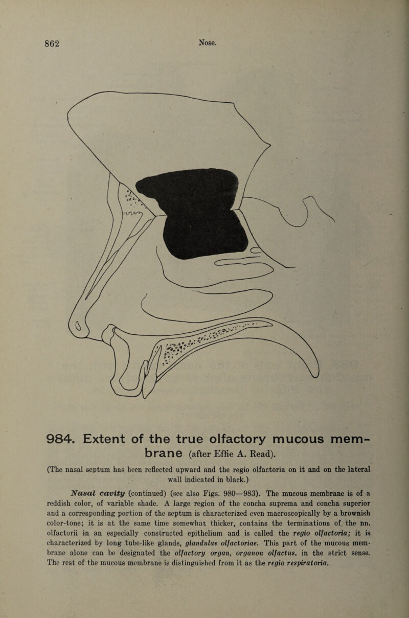 984. Extent of the true olfactory mucous mem¬ brane (after Effie A. Read). (The nasal septum has been reflected upward and the regio olfactoria on it and on the lateral wall indicated in black.) Nasal cavity (continued) (see also Figs. 980—983). The mucous membrane is of a reddish color, of variable shade. A large region of the concha suprema and concha superior and a corresponding portion of the septum is characterized even macroscopically by a brownish color-tone; it is at the same time somewhat thicker, contains the terminations of the nn. olfactorii in an especially constructed epithelium and is called the regio olfactoria; it is characterized by long tube-like glands, glandulae olfactoriae. This part of the mucous mem¬ brane alone can be designated the olfactory organ, organon olfactus, in the strict sense. The rest of the mucous membrane is distinguished from it as the regio respiratoria.