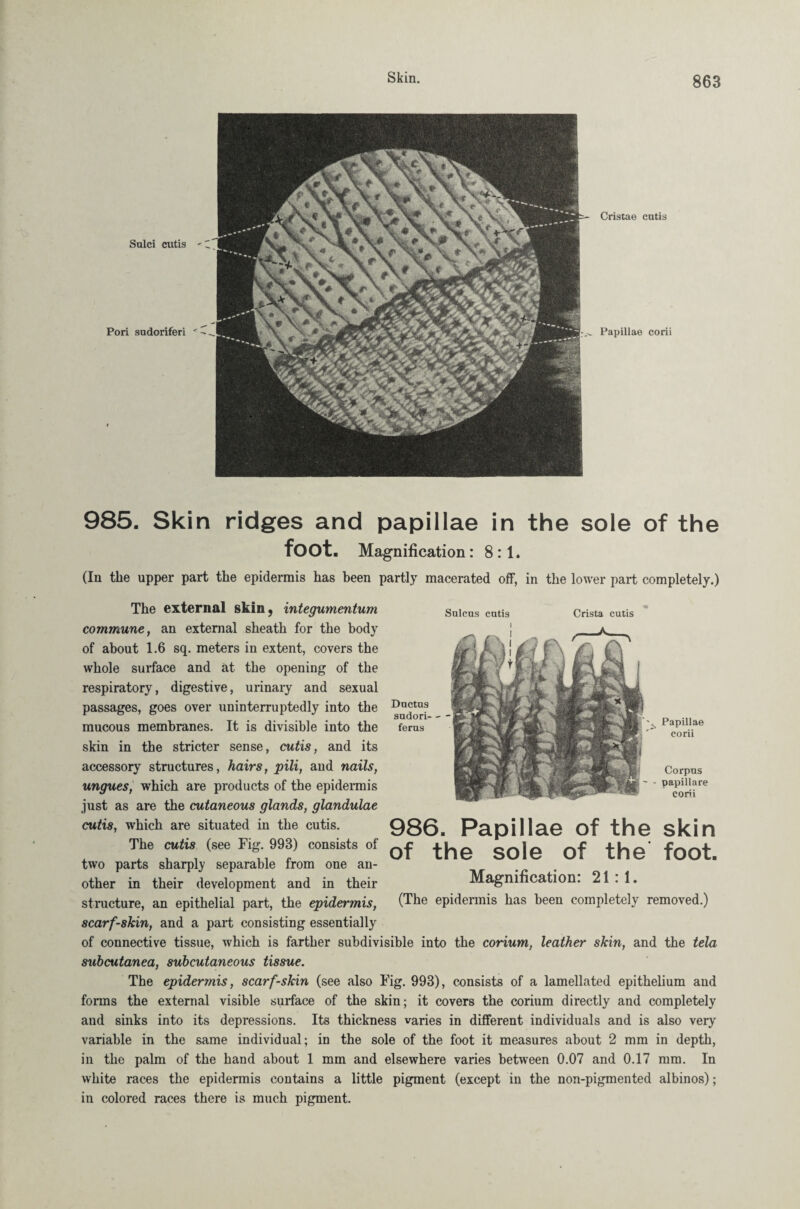Sulci cutis Pori sudoriferi Cristae cutis Papillae corii 985. Skin ridges and papillae in the sole of the foot. Magnification: 8:1. (In the upper part the epidermis has been partly macerated off, in the lower part completely.) The external skin, integumentum commune, an external sheath for the body of about 1.6 sq. meters in extent, covers the whole surface and at the opening of the respiratory, digestive, urinary and sexual passages, goes over uninterruptedly into the mucous membranes. It is divisible into the skin in the stricter sense, cutis, and its accessory structures, hairs, pili, and nails, ungues, which are products of the epidermis just as are the cutaneous glands, glandulae cutis, which are situated in the cutis. The cutis (see Fig. 993) consists of two parts sharply separable from one an¬ other in their development and in their structure, an epithelial part, the epidermis, scarf-skin, and a part consisting essentially of connective tissue, which is farther subdivisible into the corium, leather skin, and the tela subcutanea, subcutaneous tissue. The epidermis, scarf-skin (see also Fig. 993), consists of a lamellated epithelium and forms the external visible surface of the skin; it covers the corium directly and completely and sinks into its depressions. Its thickness varies in different individuals and is also very variable in the same individual; in the sole of the foot it measures about 2 mm in depth, in the palm of the hand about 1 mm and elsewhere varies between 0.07 and 0.17 mm. In white races the epidermis contains a little pigment (except in the non-pigmented albinos); in colored races there is much pigment. Snlcns cutis Crista cutis A. Ductus sudori- - - ferus 'N Papillae corii Corpus j ' - papillare corii 986. Papillae of the skin of the sole of the foot. Magnification: 21:1. (The epidermis has been completely removed.)
