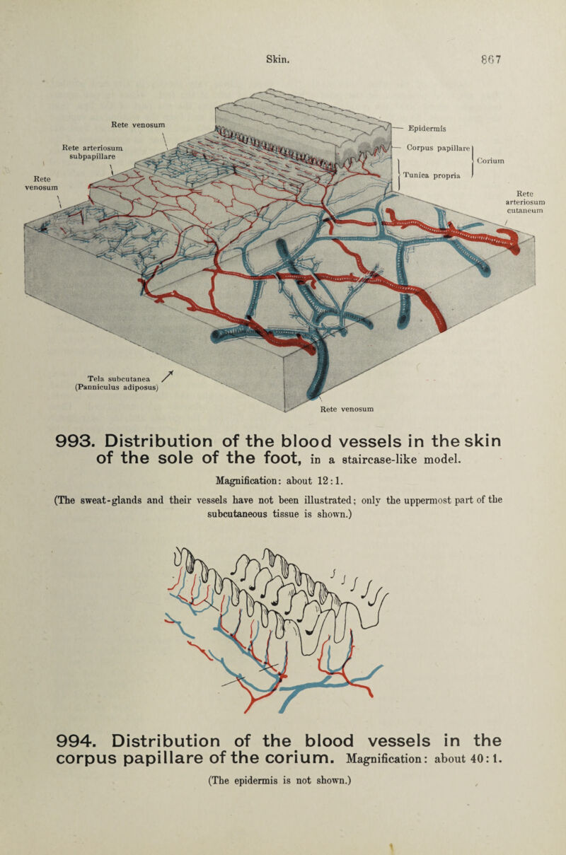 Tela subcutanea f (Panniculus adiposus) Epidermis Corpus papillate Tunica propria Corium Rete arteriosum cutaneum Rete venosum Rete venosum Rete venosum \ v \ Rete arteriosum subpapillare l 993. Distribution of the blood vessels in the skin of the sole of the foot, in a stairease-like model. Magnification: about 12:1. (The sweat-glands and their vessels have not been illustrated; only the uppermost part of the subcutaneous tissue is shown.) 994. Distribution of the blood vessels in the corpus papillare of the corium. Magnification: about 40:1. (The epidermis is not shown.)