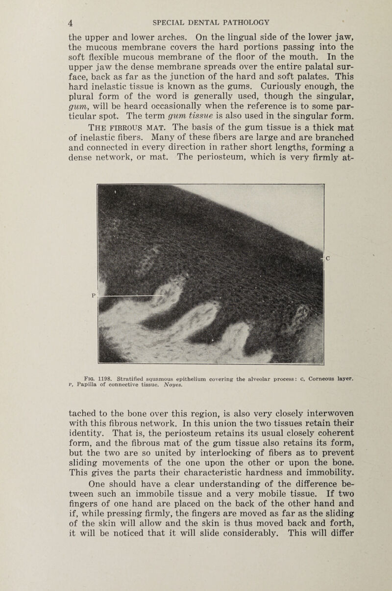 the upper and lower arches. On the lingual side of the lower jaw, the mucous membrane covers the hard portions passing into the soft flexible mucous membrane of the floor of the mouth. In the upper jaw the dense membrane spreads over the entire palatal sur¬ face, back as far as the junction of the hard and soft palates. This hard inelastic tissue is known as the gums. Curiously enough, the plural form of the word is generally used, though the singular, gum, will be heard occasionally when the reference is to some par¬ ticular spot. The term gum tissue is also used in the singular form. The fibrous mat. The basis of the gum tissue is a thick mat of inelastic fibers. Many of these fibers are large and are branched and connected in every direction in rather short lengths, forming a dense network, or mat. The periosteum, which is very firmly at- Fig. 1198. Stratified squamous epithelium covering the alveolar process: C, Corneous layer, p, Papilla of connective tissue. Noyes. tached to the bone over this region, is also very closely interwoven with this fibrous network. In this union the two tissues retain their identity. That is, the periosteum retains its usual closely coherent form, and the fibrous mat of the gum tissue also retains its form, but the two are so united by interlocking of fibers as to prevent sliding movements of the one upon the other or upon the bone. This gives the parts their characteristic hardness and immobility. One should have a clear understanding of the difference be¬ tween such an immobile tissue and a very mobile tissue. If two fingers of one hand are placed on the back of the other hand and if, while pressing firmly, the fingers are moved as far as the sliding of the skin will allow and the skin is thus moved back and forth, it will be noticed that it will slide considerably. This will differ