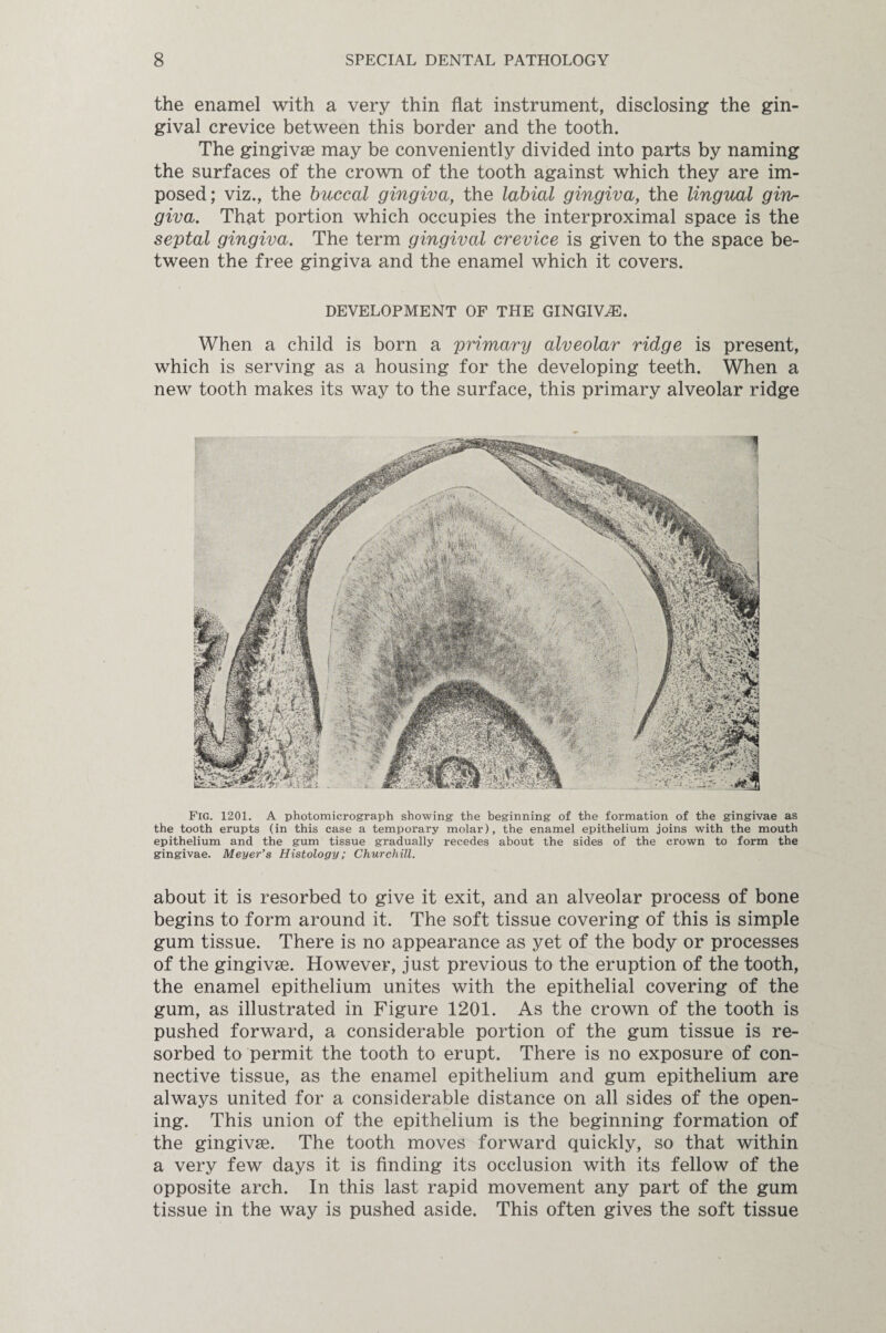 the enamel with a very thin flat instrument, disclosing the gin¬ gival crevice between this border and the tooth. The gingivae may be conveniently divided into parts by naming the surfaces of the crown of the tooth against which they are im¬ posed; viz., the buccal gingiva, the labial gingiva, the lingual gin/- giva. That portion which occupies the interproximal space is the septal gingiva. The term gingival crevice is given to the space be¬ tween the free gingiva and the enamel which it covers. DEVELOPMENT OF THE GINGIVAE. When a child is born a primary alveolar ridge is present, which is serving as a housing for the developing teeth. When a new tooth makes its way to the surface, this primary alveolar ridge Fig. 1201. A photomicrograph showing the beginning of the formation of the gingivae as the tooth erupts (in this case a temporary molar), the enamel epithelium joins with the mouth epithelium and the gum tissue gradually recedes about the sides of the crown to form the gingivae. Meyer’s Histology; Churchill. about it is resorbed to give it exit, and an alveolar process of bone begins to form around it. The soft tissue covering of this is simple gum tissue. There is no appearance as yet of the body or processes of the gingivae. However, just previous to the eruption of the tooth, the enamel epithelium unites with the epithelial covering of the gum, as illustrated in Figure 1201. As the crown of the tooth is pushed forward, a considerable portion of the gum tissue is re¬ sorbed to permit the tooth to erupt. There is no exposure of con¬ nective tissue, as the enamel epithelium and gum epithelium are always united for a considerable distance on all sides of the open¬ ing. This union of the epithelium is the beginning formation of the gingivae. The tooth moves forward quickly, so that within a very few days it is finding its occlusion with its fellow of the opposite arch. In this last rapid movement any part of the gum tissue in the way is pushed aside. This often gives the soft tissue