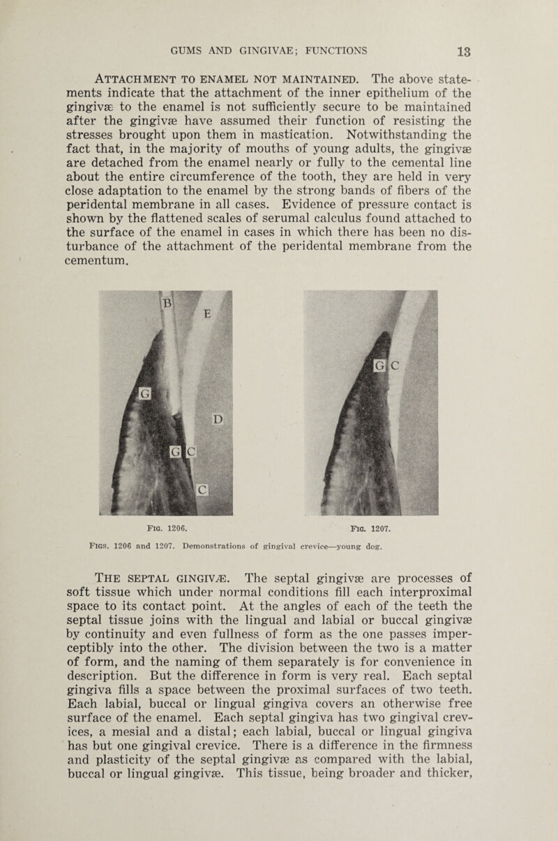 Attachment to enamel not maintained. The above state¬ ments indicate that the attachment of the inner epithelium of the gingivae to the enamel is not sufficiently secure to be maintained after the gingivae have assumed their function of resisting the stresses brought upon them in mastication. Notwithstanding the fact that, in the majority of mouths of young adults, the gingivae are detached from the enamel nearly or fully to the cemental line about the entire circumference of the tooth, they are held in very close adaptation to the enamel by the strong bands of fibers of the peridental membrane in all cases. Evidence of pressure contact is shown by the flattened scales of serumal calculus found attached to the surface of the enamel in cases in which there has been no dis¬ turbance of the attachment of the peridental membrane from the cementum. Fig. 1206. Fig. 1207. Figs. 1206 and 1207. Demonstrations of gingival crevice—young dog. The septal gingiva. The septal gingivae are processes of soft tissue which under normal conditions fill each interproximal space to its contact point. At the angles of each of the teeth the septal tissue joins with the lingual and labial or buccal gingivae by continuity and even fullness of form as the one passes imper¬ ceptibly into the other. The division between the two is a matter of form, and the naming of them separately is for convenience in description. But the difference in form is very real. Each septal gingiva fills a space between the proximal surfaces of two teeth. Each labial, buccal or lingual gingiva covers an otherwise free surface of the enamel. Each septal gingiva has two gingival crev¬ ices, a mesial and a distal; each labial, buccal or lingual gingiva has but one gingival crevice. There is a difference in the firmness and plasticity of the septal gingivae as compared with the labial, buccal or lingual gingivae. This tissue, being broader and thicker,