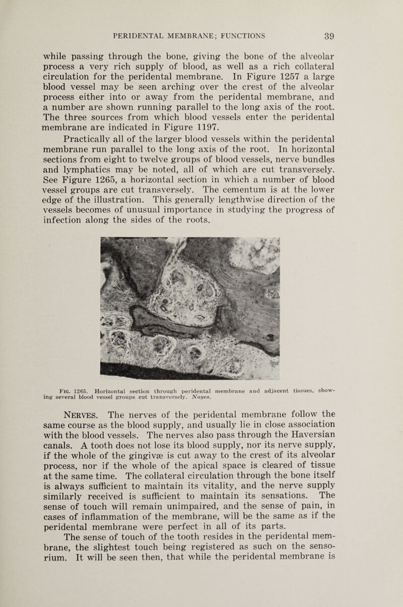 while passing through the bone, giving the bone of the alveolar process a very rich supply of blood, as well as a rich collateral circulation for the peridental membrane. In Figure 1257 a large blood vessel may be seen arching over the crest of the alveolar process either into or away from the peridental membrane, and a number are shown running parallel to the long axis of the root. The three sources from which blood vessels enter the peridental membrane are indicated in Figure 1197. Practically all of the larger blood vessels within the peridental membrane run parallel to the long axis of the root. In horizontal sections from eight to twelve groups of blood vessels, nerve bundles and lymphatics may be noted, all of which are cut transversely. See Figure 1265, a horizontal section in which a number of blood vessel groups are cut transversely. The cementum is at the lower edge of the illustration. This generally lengthwise direction of the vessels becomes of unusual importance in studying the progress of infection along the sides of the roots. Fig. 1265. Horizontal section through peridental membrane and adjacent tissues, show¬ ing several blood vessel groups cut transversely. Noyes. Nerves. The nerves of the peridental membrane follow the same course as the blood supply, and usually lie in close association with the blood vessels. The nerves also pass through the Haversian canals. A tooth does not lose its blood supply, nor its nerve supply, if the whole of the gingivse is cut away to the crest of its alveolar process, nor if the whole of the apical space is cleared of tissue at the same time. The collateral circulation through the bone itself is always sufficient to maintain its vitality, and the nerve supply similarly received is sufficient to maintain its sensations. The sense of touch will remain unimpaired, and the sense of pain, in cases of inflammation of the membrane, will be the same as if the peridental membrane were perfect in all of its parts. The sense of touch of the tooth resides in the peridental mem¬ brane, the slightest touch being registered as such on the senso- rium. It will be seen then, that while the peridental membrane is