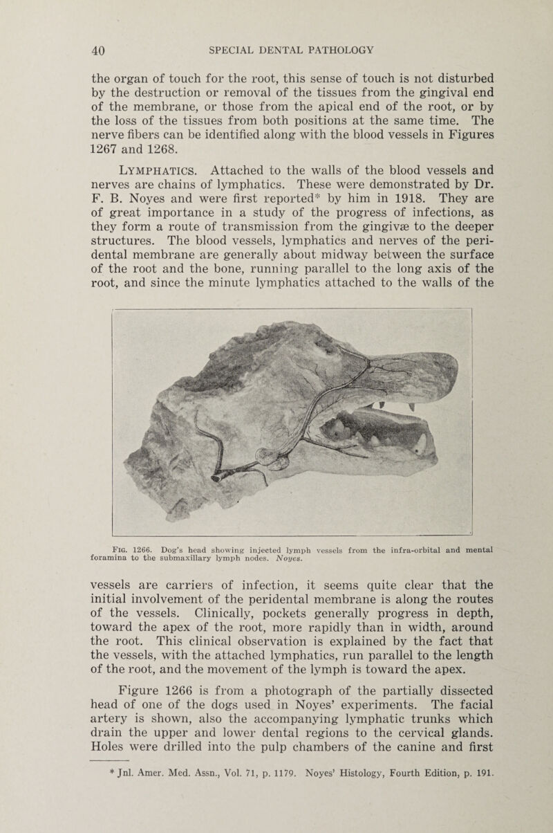 the organ of touch for the root, this sense of touch is not disturbed by the destruction or removal of the tissues from the gingival end of the membrane, or those from the apical end of the root, or by the loss of the tissues from both positions at the same time. The nerve fibers can be identified along with the blood vessels in Figures 1267 and 1268. Lymphatics. Attached to the walls of the blood vessels and nerves are chains of lymphatics. These were demonstrated by Dr. F. B. Noyes and were first reported* by him in 1918. They are of great importance in a study of the progress of infections, as they form a route of transmission from the gingivae to the deeper structures. The blood vessels, lymphatics and nerves of the peri¬ dental membrane are generally about midway between the surface of the root and the bone, running parallel to the long axis of the root, and since the minute lymphatics attached to the walls of the Fig. 1266. Dog’s head showing injected lymph vessels from the infra-orbital and mental foramina to the submaxillary lymph nodes. Noyes. vessels are carriers of infection, it seems quite clear that the initial involvement of the peridental membrane is along the routes of the vessels. Clinically, pockets generally progress in depth, toward the apex of the root, more rapidly than in width, around the root. This clinical observation is explained by the fact that the vessels, with the attached lymphatics, run parallel to the length of the root, and the movement of the lymph is toward the apex. Figure 1266 is from a photograph of the partially dissected head of one of the dogs used in Noyes’ experiments. The facial artery is shown, also the accompanying lymphatic trunks which drain the upper and lower dental regions to the cervical glands. Holes were drilled into the pulp chambers of the canine and first * Jnl. Amer. Med. Assn., Vol. 71, p. 1179. Noyes’ Histology, Fourth Edition, p. 191.