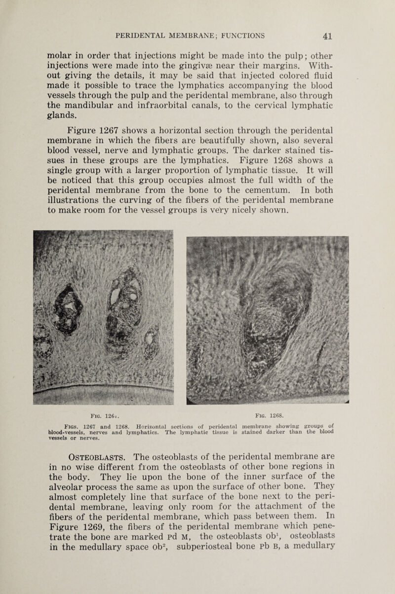 molar in order that injections might be made into the pulp; other injections were made into the gingivae near their margins. With¬ out giving the details, it may be said that injected colored fluid made it possible to trace the lymphatics accompanying the blood vessels through the pulp and the peridental membrane, also through the mandibular and infraorbital canals, to the cervical lymphatic glands. Figure 1267 shows a horizontal section through the peridental membrane in which the fibers are beautifully shown, also several blood vessel, nerve and lymphatic groups. The darker stained tis¬ sues in these groups are the lymphatics. Figure 1268 shows a single group with a larger proportion of lymphatic tissue. It will be noticed that this group occupies almost the full width of the peridental membrane from the bone to the cementum. In both illustrations the curving of the fibers of the peridental membrane to make room for the vessel groups is very nicely shown. Fig. 126 i. Fig. 1268. Figs. 1267 and 1268. Horizontal sections of peridental membrane showing groups of blood-vessels, nerves and lymphatics. The lymphatic tissue is stained darker than the blood vessels or nerves. Osteoblasts. The osteoblasts of the peridental membrane are in no wise different from the osteoblasts of other bone regions in the body. They lie upon the bone of the inner surface of the alveolar process the same as upon the surface of other bone. They almost completely line that surface of the bone next to the peri¬ dental membrane, leaving only room for the attachment of the fibers of the peridental membrane, which pass between them. In Figure 1269, the fibers of the peridental membrane which pene¬ trate the bone are marked pd M, the osteoblasts ob1, osteoblasts in the medullary space ob2, subperiosteal bone pb B, a medullary