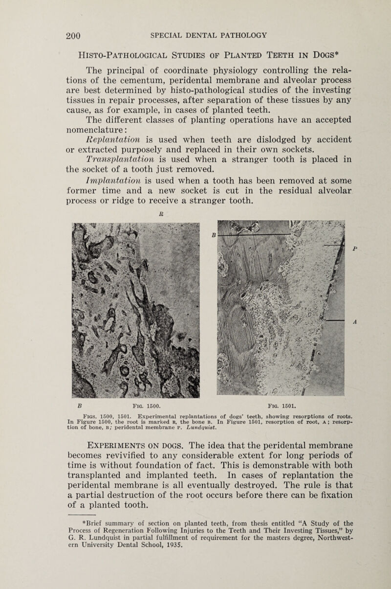 Histo-Pathological Studies of Planted Teeth in Dogs* The principal of coordinate physiology controlling the rela¬ tions of the cementum, peridental membrane and alveolar process are best determined by histo-pathological studies of the investing tissues in repair processes, after separation of these tissues by any cause, as for example, in cases of planted teeth. The different classes of planting operations have an accepted nomenclature: Replantation is used when teeth are dislodged by accident or extracted purposely and replaced in their own sockets. Transplantation is used when a stranger tooth is placed in the socket of a tooth just removed. Implantation is used when a tooth has been removed at some former time and a new socket is cut in the residual alveolar process or ridge to receive a stranger tooth. R B Fig. 1500. Fig. 1501. Figs. 1500, 1501. Experimental replantations of dogs’ teeth, showing resorptions of roots. In Figure 1500, the root is marked R, the bone b. In Figure 1501, resorption of root, a; resorp¬ tion of bone, b; peridental membrane P. Lundquist. Experiments on dogs. The idea that the peridental membrane becomes revivified to any considerable extent for long periods of time is without foundation of fact. This is demonstrable with both transplanted and implanted teeth. In cases of replantation the peridental membrane is all eventually destroyed. The rule is that a partial destruction of the root occurs before there can be fixation of a planted tooth. ♦Brief summary of section on planted teeth, from thesis entitled “A Study of the Process of Regeneration Following Injuries to the Teeth and Their Investing Tissues,” by G. R. Lundquist in partial fulfillment of requirement for the masters degree, Northwest¬ ern University Dental School, 1935.