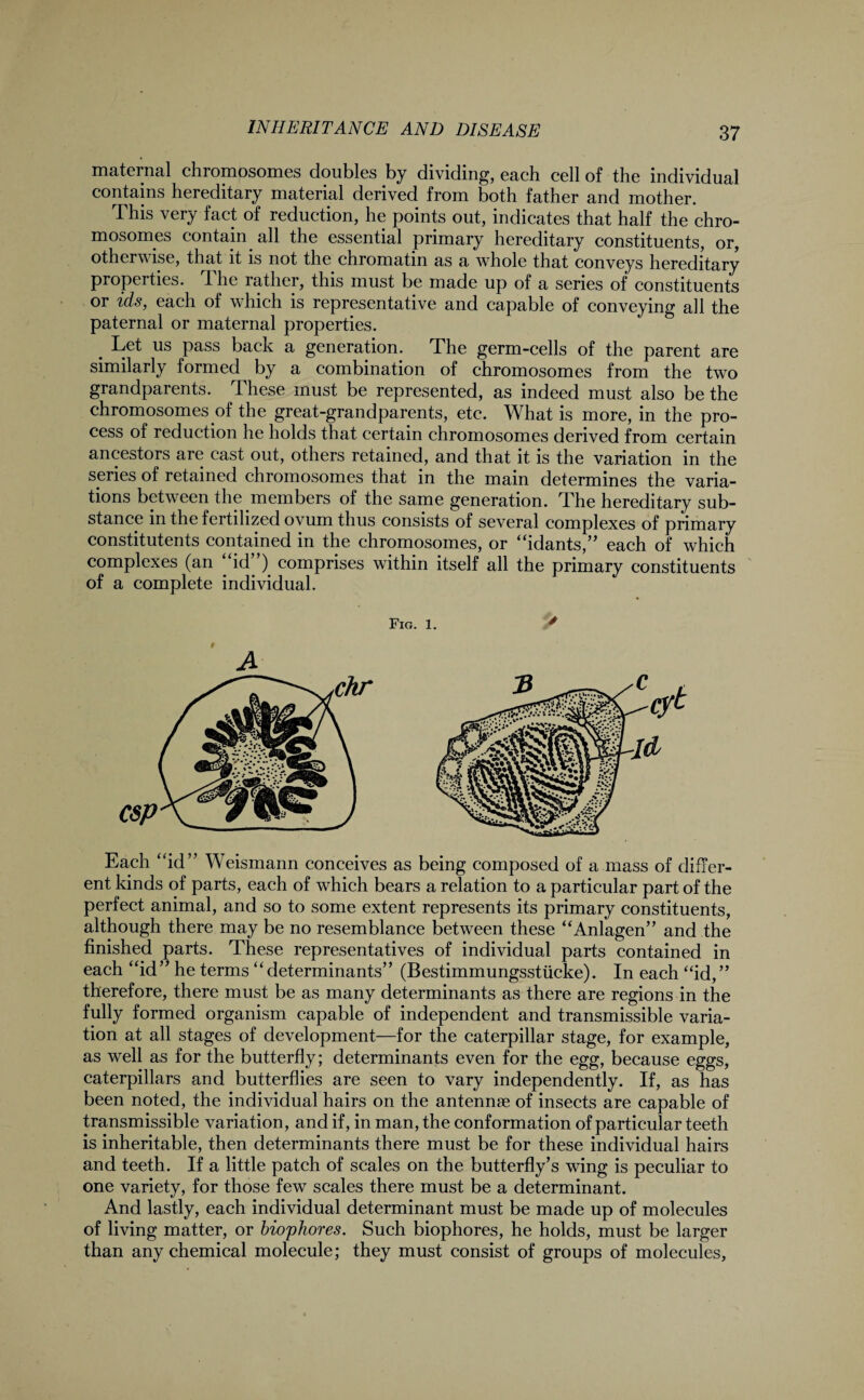 maternal chromosomes doubles by dividing, each cell of the individual contains hereditary material derived from both father and mother. This very fact of reduction, he points out, indicates that half the chro¬ mosomes contain all the essential primary hereditary constituents, or, otherwise, that it is not the chromatin as a wThole that conveys hereditary properties. A he rather, this must be made up of a series of constituents or ids, each of which is representative and capable of conveying all the paternal or maternal properties. . Let us pass back a generation. The germ-cells of the parent are similarly formed by a combination of chromosomes from the two grandparents. These must be represented, as indeed must also be the chromosomes of the great-grandparents, etc. What is more, in the pro¬ cess of reduction he holds that certain chromosomes derived from certain ancestors are cast out, others retained, and that it is the variation in the series of retained chromosomes that in the main determines the varia¬ tions between the members of the same generation. The hereditary sub¬ stance in the fertilized ovum thus consists of several complexes of primary constitutents contained in the chromosomes, or “idants,” each of which complexes (an id ) comprises within itself all the primary constituents of a complete individual. Fig. 1. * A Each “id” Weismann conceives as being composed of a mass of differ¬ ent kinds of parts, each of wdiich bears a relation to a particular part of the perfect animal, and so to some extent represents its primary constituents, although there may be no resemblance between these “Anlagen” and the finished parts. These representatives of individual parts contained in each “id” he terms “determinants” (Bestimmungsstiicke). In each “id,” therefore, there must be as many determinants as there are regions in the fully formed organism capable of independent and transmissible varia¬ tion at all stages of development—for the caterpillar stage, for example, as well as for the butterfly; determinants even for the egg, because eggs, caterpillars and butterflies are seen to vary independently. If, as has been noted, the individual hairs on the antennae of insects are capable of transmissible variation, and if, in man, the conformation of particular teeth is inheritable, then determinants there must be for these individual hairs and teeth. If a little patch of scales on the butterfly’s wTing is peculiar to one variety, for those few scales there must be a determinant. And lastly, each individual determinant must be made up of molecules of living matter, or biophores. Such biophores, he holds, must be larger than any chemical molecule; they must consist of groups of molecules,