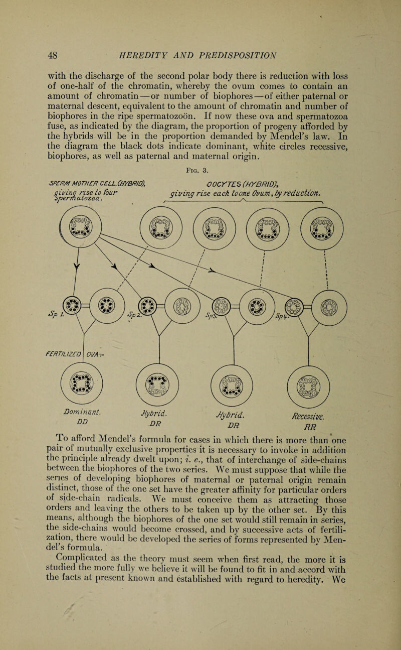 with the discharge of the second polar body there is reduction with loss of one-half of the chromatin, whereby the ovum comes to contain an amount of chromatin—or number of biophores—of either paternal or maternal descent, equivalent to the amount of chromatin and number of biophores in the ripe spermatozoon. If now these ova and spermatozoa fuse, as indicated by the diagram, the proportion of progeny afforded by the hybrids will be in the proportion demanded by Mendel’s law. In the diagram the black dots indicate dominant, white circles recessive, biophores, as well as paternal and maternal origin. Fig. 3. SPERM MOTHER CELL.(HYBRID), OOCYTES (HYBRID), giving rise to four giving rise each to one Ovum, by reduction spermatozoa. _/\___ To afford Mendel’s formula for cases in which there is more than one pair of mutually exclusive properties it is necessary to invoke in addition the principle already dwelt upon; i. e., that of interchange of side-chains between the biophores of the two series. We must suppose that while the series of developing biophores of maternal or paternal origin remain distinct, those of the one set have the greater affinity for particular orders of side-chain radicals. We must conceive them as attracting those orders and leaving the others to be taken up by the other set. By this means, although the biophores of the one set would still remain in series, the side-chains would become crossed, and by successive acts of fertili¬ zation, there would be developed the series of forms represented by Men¬ del’s formula. Complicated as the theory must seem when first read, the more it is studied the more fully we believe it will be found to fit in and accord with the facts at present known and established with regard to heredity. We
