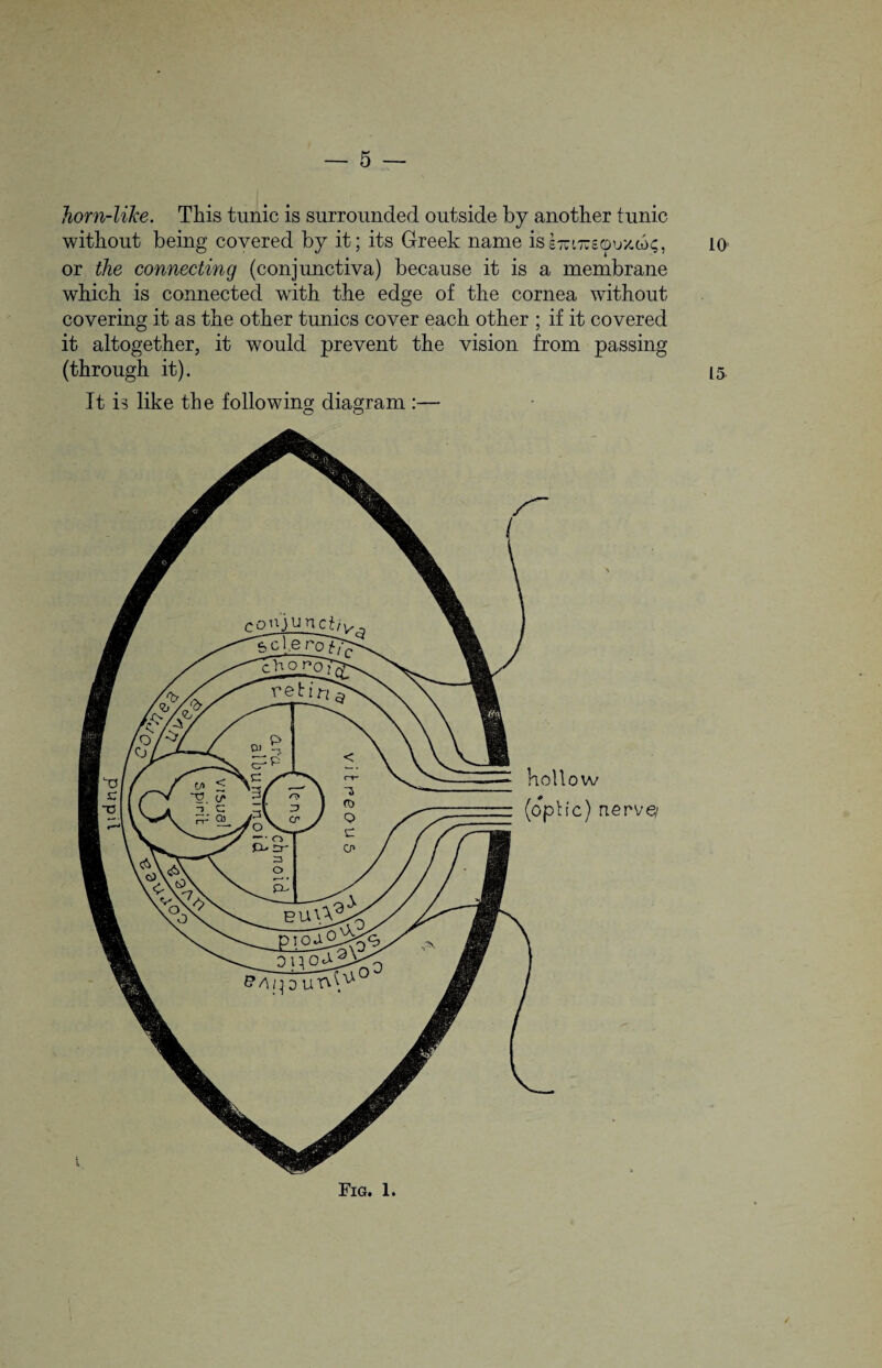 horn-like. This tunic is surrounded outside by another tunic without being covered by it; its Greek name iss7ci7ue©uxws, 10' or the connecting (conjunctiva) because it is a membrane which is connected with the edge of the cornea without covering it as the other tunics cover each other ; if it covered it altogether, it would prevent the vision from passing (through it). 15. It is like the following diagram :— hollow (optic) nerve/ Fig. 1.