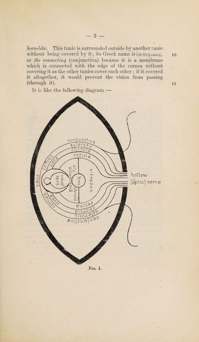 horn-like. This tunic is surrounded outside by another tunic without being covered by it; its Greek name iss7n7ue<pux.a>s» 10 or the connecting (conjunctiva) because it is a membrane which is connected with the edge of the cornea without covering it as the other tunics cover each other ; if it covered it altogether, it would prevent the vision from passing (through it). 15. It is like the following diagram :— hollow (oph'c) nerve/ Fig. 1.