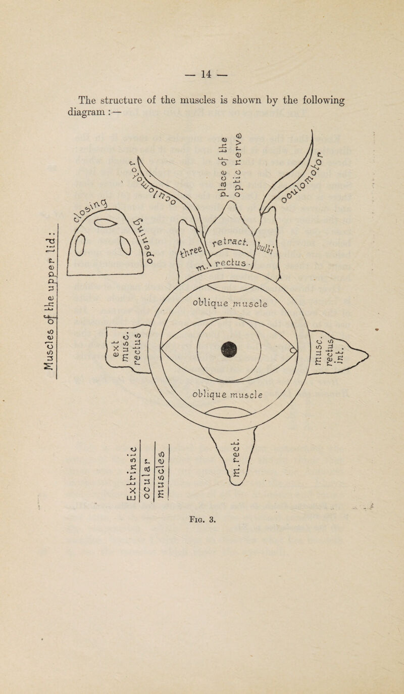 Muscles of irhe upper lid : The structure of the muscles is shown by the following diagram : — Fig. 3.