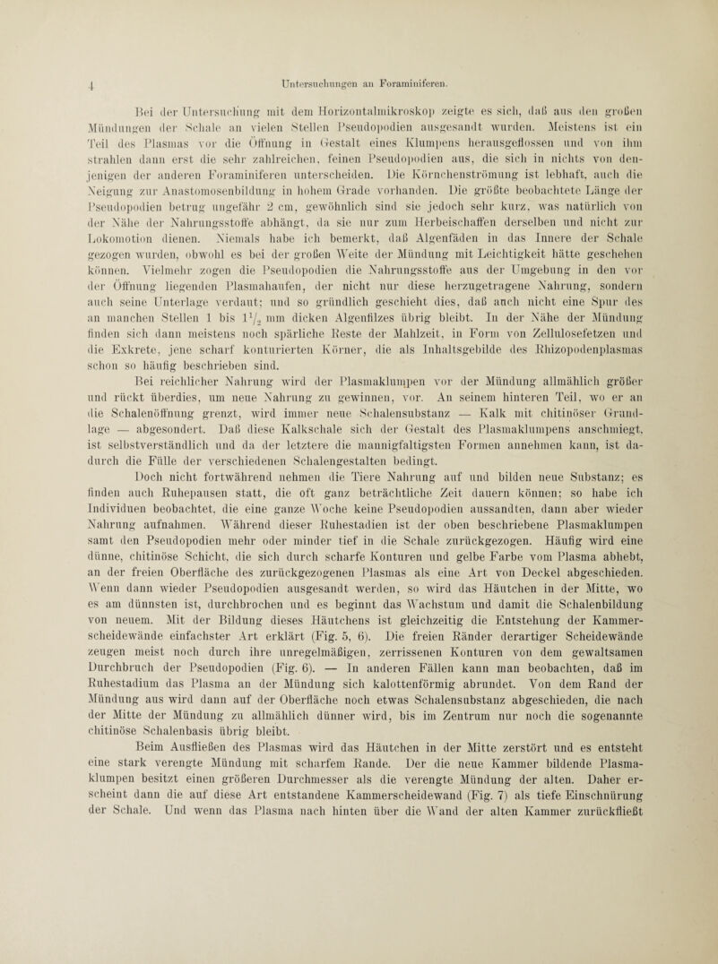 Bei der Untersuchung mit dem Horizontalmikroskop zeigte es sich, daß aus den großen Mündungen der Schale an vielen Stellen Pseudopodien ausgesandt wurden. Meistens ist ein Teil des Plasmas vor die Öffnung in Gestalt eines Klumpens herausgeflossen und von ihm strahlen dann erst die sehr zahlreichen, feinen Pseudopodien aus, die sich in nichts von den¬ jenigen der anderen Foraminiferen unterscheiden. Die Körnchenströmung ist lebhaft, auch die Neigung zur Anastomosenbildung in hohem Grade vorhanden. Die größte beobachtete Länge der Pseudopodien betrug ungefähr 2 cm, gewöhnlich sind sie jedoch sehr kurz, was natürlich von der Nähe der Nahrungsstoffe abhängt, da sie nur zum Herbeischaffen derselben und nicht zur Lokomotion dienen. Niemals habe ich bemerkt, daß Algenfäden in das Innere der Schale gezogen wurden, obwohl es bei der großen Weite der Mündung mit Leichtigkeit hätte geschehen können. Vielmehr zogen die Pseudopodien die Nahrungsstoffe aus der Umgebung in den vor der Öffnung liegenden Plasmahaufen, der nicht nur diese herzugetragene Nahrung, sondern auch seine Unterlage verdaut; und so gründlich geschieht dies, daß auch nicht eine Spur des an manchen Stellen 1 bis ll/2 mm dicken Algenfilzes übrig bleibt. In der Nähe der Mündung finden sich dann meistens noch spärliche Beste der Mahlzeit, in Form von Zellulosefetzen und die Exkrete, jene scharf konturierten Körner, die als Inhaltsgebilde des Rhizopodenplasmas schon so häufig beschrieben sind. Bei reichlicher Nahrung wird der Plasmaklumpen vor der Mündung allmählich größer und rückt überdies, um neue Nahrung zu gewinnen, vor. An seinem hinteren Teil, wo er an die Schalenöffnung grenzt, wird immer neue Schalensubstanz — Kalk mit chitinöser Grund¬ lage — abgesondert. Daß diese Kalkschale sich der Gestalt des Plasmaklumpens anschmiegt, ist selbstverständlich und da der letztere die mannigfaltigsten Formen annehmen kann, ist da¬ durch die Fülle der verschiedenen Schalengestalten bedingt. Doch nicht fortwährend nehmen die Tiere Nahrung auf und bilden neue Substanz; es finden auch Ruhepausen statt, die oft ganz beträchtliche Zeit dauern können; so habe ich Individuen beobachtet, die eine ganze Woche keine Pseudopodien aussandten, dann aber wieder Nahrung aufnahmen. Während dieser Ruhestadien ist der oben beschriebene Plasmaklumpen samt den Pseudopodien mehr oder minder tief in die Schale zurückgezogen. Häufig wird eine dünne, chitinöse Schicht, die sich durch scharfe Konturen und gelbe Farbe vom Plasma abhebt, an der freien Oberfläche des zurückgezogenen Plasmas als eine Art von Deckel abgeschieden. Wenn dann wieder Pseudopodien ausgesandt werden, so wird das Häutchen in der Mitte, wo es am dünnsten ist, durchbrochen und es beginnt das Wachstum und damit die Schalenbildung von neuem. Mit der Bildung dieses Häutchens ist gleichzeitig die Entstehung der Kammer¬ scheidewände einfachster Art erklärt (Fig. 5, 6). Die freien Ränder derartiger Scheidewände zeugen meist noch durch ihre unregelmäßigen, zerrissenen Konturen von dem gewaltsamen Durchbruch der Pseudopodien (Fig. 6). — ln anderen Fällen kann man beobachten, daß im Ruhestadium das Plasma an der Mündung sich kalottenförmig abrundet. Von dem Rand der Mündung aus wird dann auf der Oberfläche noch etwas Schalensubstanz abgeschieden, die nach der Mitte der Mündung zu allmählich dünner wird, bis im Zentrum nur noch die sogenannte chitinöse Schalenbasis übrig bleibt. Beim Ausfließen des Plasmas wird das Häutchen in der Mitte zerstört und es entsteht eine stark verengte Mündung mit scharfem Rande. Der die neue Kammer bildende Plasma¬ klumpen besitzt einen größeren Durchmesser als die verengte Mündung der alten. Daher er¬ scheint dann die auf diese Art entstandene Kammerscheidewand (Fig. 7) als tiefe Einschnürung der Schale. Und wenn das Plasma nach hinten über die Wand der alten Kammer zurückfließt