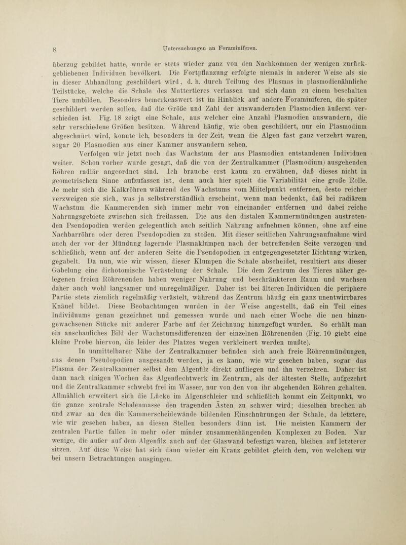 Überzug gebildet hatte, wurde er stets wieder ganz von den Nachkommen der wenigen zurück¬ gebliebenen Individuen bevölkert. Die Fortpflanzung erfolgte niemals in anderer W eise als sie in dieser Abhandlung geschildert wird, d. h. durch Teilung des Plasmas in plasmodienähnliche Teilstücke, welche die Schale des Muttertieres verlassen und sich dann zu einem beschälten Tiere umbilden. Besonders bemerkenswert ist im Hinblick auf andere Foraminiferen, die später geschildert werden sollen, daß die Größe und Zahl der auswandernden Plasmodien äußerst ver¬ schieden ist. Fig. 18 zeigt eine Schale, aus welcher eine Anzahl Plasmodien auswandern, die sehr verschiedene Größen besitzen. Während häufig, wie oben geschildert, nur ein Plasmodium abgeschnürt wird, konnte ich, besonders in der Zeit, wenn die Algen fast ganz verzehrt waren, sogar 20 Plasmodien aus einer Kammer auswandern sehen. Verfolgen wir jetzt noch das Wachstum der aus Plasmodien entstandenen Individuen weiter. Schon vorher wurde gesagt, daß die von der Zentralkammer (Plasmodium) ausgehenden Röhren radiär angeordnet sind. Ich brauche erst kaum zu erwähnen, daß dieses nicht in geometrischem Sinne aufzufassen ist, denn auch hier spielt die Variabilität eine große Rolle. Je mehr sich die Kalkröhren während des Wachstums vom Miitelpunkt entfernen, desto reicher verzweigen sie sich, was ja selbstverständlich erscheint, wenn man bedenkt, daß bei radiärem Wachstum die Kammerenden sich immer mehr von eineinander entfernen und dabei reiche Nahrungsgebiete zwischen sich freilassen. Die aus den distalen Kammermündungen austreten¬ den Pseudopodien werden gelegentlich auch seitlich Nahrung aufnehmen können, ohne auf eine Nachbarröhre oder deren Pseudopodien zu stoßen. Mit dieser seitlichen Nahrungsaufnahme wird auch der vor der Mündung lagernde Plasmaklumpen nach der betreffenden Seite verzogen und schließlich, wenn auf der anderen Seite die Pseudopodien in entgegengesetzter Richtung wirken, gegabelt. Da nun, wie wir wissen, dieser Klumpen die Schale abscheidet, resultiert aus dieser Gabelung eine dichotomische Verästelung der Schale. Die dem Zentrum des Tieres näher ge¬ legenen freien Röhrenenden haben weniger Nahrung und beschränkteren Raum und wachsen daher auch wohl langsamer und unregelmäßiger. Daher ist bei älteren Individuen die periphere Partie stets ziemlich regelmäßig verästelt, während das Zentrum häufig ein ganz unentwirrbares Knäuel bildet. Diese Beobachtungen wurden in der Weise angestellt, daß ein Teil eines Individuums genau gezeichnet und gemessen wurde und nach einer Woche die neu hinzu¬ gewachsenen Stücke mit anderer Farbe auf der Zeichnung hinzugefügt wurden. So erhält man ein anschauliches Bild der Wachstumsdifferenzen der einzelnen Röhrenenden (Fig. 10 giebt eine kleine Probe hiervon, die leider des Platzes wregen verkleinert werden mußte). In unmittelbarer Nähe der Zentralkammer befinden sich auch freie Röhrenmündungen, aus denen Pseudopodien ausgesandt werden, ja es kann, wie wir gesehen haben, sogar das Plasma der Zentralkammer selbst dem Algenfilz direkt aufliegen und ihn verzehren. Daher ist dann nach einigen Wochen das Algenflechtwerk im Zentrum, als der ältesten Stelle, aufgezehrt und die Zentralkammer schwebt frei im Wasser, nur von den von ihr abgehenden Röhren gehalten. Allmählich erweitert sich die Lücke im Algenschleier und schließlich kommt ein Zeitpunkt, wo die ganze zentrale Schalenmasse den tragenden Ästen zu schwer wird; dieselben brechen ab und zwar an den die Kammerscheidewände bildenden Einschnürungen der Schale, da letztere, wie wir gesehen haben, an diesen Stellen besonders dünn ist. Die meisten Kammern der zentralen Partie fallen in mehr oder minder zusammenhängenden Komplexen zu Boden. Nur wenige, die außer auf dem Algenfilz auch auf der Glaswand befestigt waren, bleiben auf letzterer sitzen. Auf diese Weise hat sich dann wieder ein Kranz gebildet gleich dem, von welchem wir bei unsern Betrachtungen ausgingen.