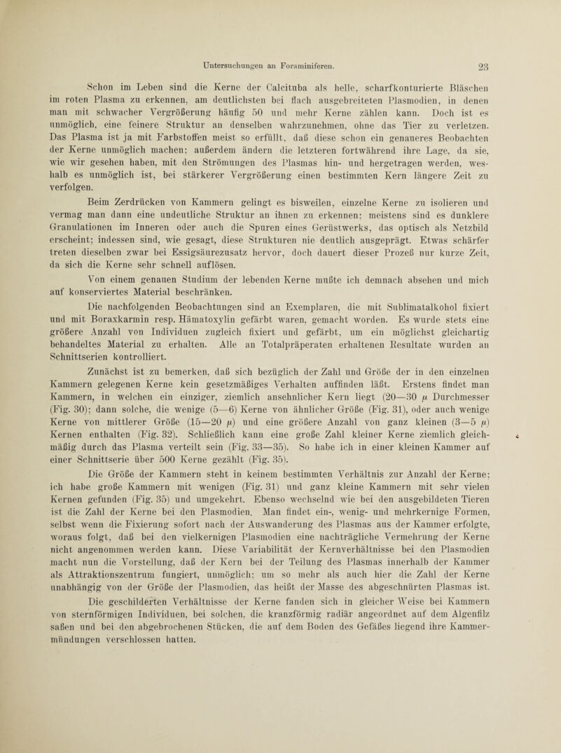 Schon im Leben sind die Kerne der Calcituba als helle, scharfkonturierte Bläschen im roten Plasma zu erkennen, am deutlichsten bei flach ausgebreiteten Plasmodien, in denen man mit schwacher Vergrößerung häufig 50 und mehr Kerne zählen kann. Doch ist es unmöglich, eine feinere Struktur an denselben wahrzunehmen, ohne das Tier zu verletzen. Das Plasma ist ja mit Farbstoffen meist so erfüllt, daß diese schon ein genaueres Beobachten der Kerne unmöglich machen; außerdem ändern die letzteren fortwährend ihre Lage, da sie, wie wir gesehen haben, mit den Strömungen des Plasmas hin- und hergetragen werden, wes¬ halb es unmöglich ist, bei stärkerer Vergrößerung einen bestimmten Kern längere Zeit zu verfolgen. Beim Zerdrücken von Kammern gelingt es bisweilen, einzelne Kerne zu isolieren und vermag man dann eine undeutliche Struktur an ihnen zu erkennen; meistens sind es dunklere Granulationen im Inneren oder auch die Spuren eines Gerüstwerks, das optisch als Netzbild erscheint; indessen sind, wie gesagt, diese Strukturen nie deutlich ausgeprägt. Etwas schärfer treten dieselben zwar bei Essigsäurezusatz hervor, doch dauert dieser Prozeß nur kurze Zeit, da sich die Kerne sehr schnell auflösen. Von einem genauen Studium der lebenden Kerne mußte ich demnach absehen und mich auf konserviertes Material beschränken. Die nachfolgenden Beobachtungen sind an Exemplaren, die mit Sublimatalkohol fixiert und mit Boraxkarmin resp. Hämatoxylin gefärbt waren, gemacht worden. Es wurde stets eine größere Anzahl von Individuen zugleich fixiert und gefärbt, um ein möglichst gleichartig behandeltes Material zu erhalten. Alle an Totalpräperaten erhaltenen Resultate wurden an Schnittserien kontrolliert. Zunächst ist zu bemerken, daß sich bezüglich der Zahl und Größe der in den einzelnen Kammern gelegenen Kerne kein gesetzmäßiges Verhalten auffinden läßt. Erstens findet man Kammern, in welchen ein einziger, ziemlich ansehnlicher Kern liegt (20—30 /x Durchmesser (Fig. 30); dann solche, die wenige (5—6) Kerne von ähnlicher Größe (Fig. 31), oder auch wenige Kerne von mittlerer Größe (15—20 /x) und eine größere Anzahl von ganz kleinen (3—5 fx) Kernen enthalten (Fig. 32). Schließlich kann eine große Zahl kleiner Kerne ziemlich gleich¬ mäßig durch das Plasma verteilt sein (Fig. 33—35). So habe ich in einer kleinen Kammer auf einer Schnittserie über 500 Kerne gezählt (Fig. 35). Die Größe der Kammern steht in keinem bestimmten Verhältnis zur Anzahl der Kerne; ich habe große Kammern mit wenigen (Fig. 31) und ganz kleine Kammern mit sehr vielen Kernen gefunden (Fig. 35) und umgekehrt. Ebenso wechselnd wie bei den ausgebildeten Tieren ist die Zahl der Kerne bei den Plasmodien. Man findet ein-, wenig- und mehrkernige Formen, selbst wenn die Fixierung sofort nach der Auswanderung des Plasmas aus der Kammer erfolgte, woraus folgt, daß bei den vielkernigen Plasmodien eine nachträgliche Vermehrung der Kerne nicht angenommen werden kann. Diese Variabilität der Kernverhältnisse bei den Plasmodien inacht nun die Vorstellung, daß der Kern bei der Teilung des Plasmas innerhalb der Kammer als Attraktionszentrum fungiert, unmöglich; um so mehr als auch hier die Zahl der Kerne unabhängig von der Größe der Plasmodien, das heißt der Masse des abgeschnürten Plasmas ist. Die geschilderten Verhältnisse der Kerne fanden sich in gleicher Weise bei Kammern von sternförmigen Individuen, bei solchen, die kranzförmig radiär angeordnet auf dem Aigenfilz saßen und bei den abgebrochenen Stücken, die auf dem Boden des Gefäßes liegend ihre Karnmer- miindungen verschlossen hatten.