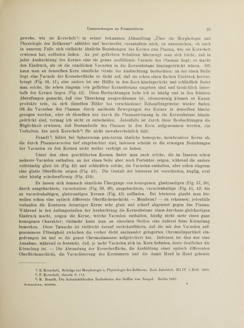 gewebe, wie sie Korschelt1) in seiner bekannten Abhandlung „Über die Morphologie und Physiologie des Zellkerns“ abbildet und beschreibt, veranlaßten mich, zu untersuchen, ob auch in unserem Falle sich vielleicht ähnliche Beziehungen des Kernes zum Plasma, wie sie Korschelt erwiesen hat, auffinden ließen. An gut gefärbten Schnitten überzeugt man sich leicht, daß in jeder Ausbuchtung des Kernes eine sie genau ausfüllende Vacuole des Plasmas liegt; es macht den Eindruck, als ob die rundlichen Yacuolen in die Kernsubstanz hineingedrückt wären. Oft kann man an demselben Kern sämtliche Grade der Ausbuchtung beobachten; an der einen Stelle liegt eine Vacuole der Kernoberfiäche so dicht auf, daß sie schon einen flachen Eindruck hervor¬ bringt (Fig. 40, 41), eine andere ist zur Hälfte in den Kern hineingerückt und schließlich findet man solche, die schon ringsum von gefärbter Kernsubstanz umgeben sind und tatsächlich inner¬ halb des Kernes liegen (Fig. 42). Diese Beobachtungen habe ich so häufig und in den feinsten Abstufungen gemacht, daß eine Täuschung ausgeschlossen ist, ebensowenig können es Kunst¬ produkte sein, da sich dieselben Bilder bei verschiedener Behandlungsweise wieder finden. Ob die Vacuolen des Plasmas durch amöboide Bewegungen des Kernes in denselben hinein¬ gezogen werden, oder ob dieselben nur durch die Plasmaströmung in die Kernsubstanz hinein¬ gedrückt sind, vermag ich nicht zu entscheiden. Jedenfalls ist durch diese Beobachtungen die Möglichkeit erwiesen, daß Bestandteile des Plasmas in den Kern aufgenommen werden, ein Verhalten, das auch Korschelt2) für nicht unwahrscheinlich hält. Brandt3) bildet bei Sphaerozum punctatum ähnliche homogene, membranlose Kerne ab, die durch Plasmavacuolen tief eingebuchtet sind, indessen scheint er die etwaigen Beziehungen der Vacuolen zu den Kernen nicht weiter verfolgt zu haben. Unter den eben geschilderten Kernen findet man auch solche, die im Inneren schon mehrere Vacuolen enthalten, an der einen Seite aber noch Fortsätze zeigen, während die andere vollständig glatt ist (Fig. 42) und schließlich solche, die Vacuolen enthalten, aber schon ringsum eine glatte Oberfläche zeigen (Fig. 43). Die Gestalt der letzteren ist verschieden, kuglig, oval oder häufig scheibenförmig (Fig. 43b). Es lassen sich demnach sämtliche Übergänge von homogenen, glattrandigen (Fig. 37, 38), durch ausgebuchtete, vacuolenlose (Fig. 39, 40), ausgebuchtete, vacuolenhaltige (Fig. 41, 42) bis zu vacuolenhaltigen, glattrandigen Kernen (Fig. 43) auffinden. Bei letzteren glaubt man bis¬ weilen schon eine optisch differente Oberflächenschicht — Membran? — zu erkennen; jedenfalls verlaufen die Konturen derartiger Kerne sehr glatt und scharf abgesetzt gegen das Plasma. Während in den Anfangsstadien der Ausbuchtung die Kernsubstanz einen durchaus gleichartigen Eindruck macht, zeigen die Kerne, welche Vacuolen enthalten, häufig nicht mehr einen ganz homogenen Charakter; vielmehr kann man an einzelnen Stellen eine äußerst feine Körnelung bemerken. Diese Tatsache ist vielleicht darauf zurückzuführen, daß die mit den Vacuolen auf¬ genommene Flüssigkeit zwischen die vorher dicht aneinander gelagerten Chromatinpartikel ein¬ gedrungen ist und so die ganze Chromatinmasse aufgelockert hat. Indessen ist dies nur eine Annahme, nährend es feststeht, daß, je mehr Vacuolen sich im Kern befinden, desto deutlicher die Körnelung ist. — Die Abrundung der Kernoberfläche, die Ausbildung einer optisch differenten Oberflächenschicht, die Vacuolisierung des Kerninnern und die damit Hand in Hand gehende 0 E. Korschelt, Beiträge zur Morphologie u. Physiologie des Zellkerns. Zool. Jahrbüch. Bd.IV. l.Heft. 1889. 2) F. Korschelt, ebenda S. 114. 9) K. Brandt, Die kolouiebildenden Radiolarien des Golfes von Neapel. Berlin 1885. Schaudinn, Arbeiten. 4