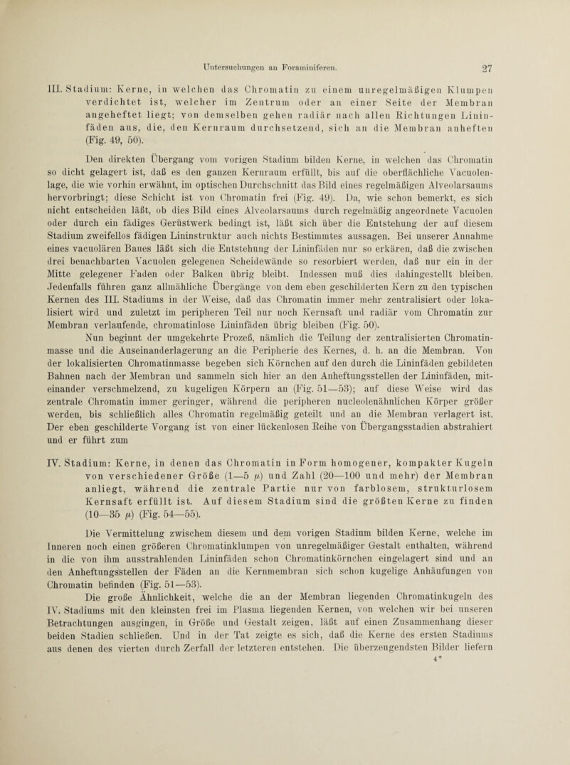 III. Stadium: Kerne, in welchen das Chromatin zu einem unregelmäßigen Klumpen verdichtet ist, welcher im Zentrum oder au einer Seite der Membran angeheftet liegt; von demselben gehen radiär nach allen Richtungen Linin- fäden aus, die, den Kernraum durchsetzend, sich an die Membran anheften (Fig. 49, 50). Den direkten Übergang vom vorigen Stadium bilden Kerne, in welchen das Chromatin so dicht gelagert ist, daß es den ganzen Kernraum erfüllt, bis auf die oberflächliche Vacuolen- lage, die wie vorhin erwähnt, im optischen Durchschnitt das Bild eines regelmäßigen Alveolarsaums hervorbringt; diese Schicht ist von Chromatin frei (Fig. 49). Da, wie schon bemerkt, es sich nicht entscheiden läßt, ob dies Bild eines Alveolarsaums durch regelmäßig angeordnete Vacuolen oder durch ein fähiges Gerüstwerk bedingt ist, läßt sich über die Entstehung der auf diesem Stadium zweifellos fädigen Lininstruktur auch nichts Bestimmtes aussagen. Bei unserer Annahme eines vacuolären Baues läßt sich die Entstehung der Lininfäden nur so erküren, daß die zwischen drei benachbarten Vacuolen gelegenen Scheidewände so resorbiert werden, daß nur ein in der Mitte gelegener Faden oder Balken übrig bleibt. Indessen muß dies dahingestellt bleiben. Jedenfalls führen ganz allmähliche Übergänge von dem eben geschilderten Kern zu den typischen Kernen des III. Stadiums in der Weise, daß das Chromatin immer mehr zentralisiert oder loka¬ lisiert wird und zuletzt im peripheren Teil nur noch Kernsaft und radiär vom Chromatin zur Membran verlaufende, chromatinlose Lininfäden übrig bleiben (Fig. 50). Nun beginnt der umgekehrte Prozeß, nämlich die Teilung der zentralisierten Chromatin¬ masse und die Auseinanderlagerung an die Peripherie des Kernes, d. h. an die Membran. Von der lokalisierten Chromatinmasse begeben sich Körnchen auf den durch die Lininfäden gebildeten Bahnen nach der Membran und sammeln sich hier an den Anheftungsstellen der Lininfäden, mit¬ einander verschmelzend, zu kugeligen Körpern an (Fig. 51—53); auf diese Weise wird das zentrale Chromatin immer geringer, während die peripheren nucleolenähnlichen Körper größer werden, bis schließlich alles Chromatin regelmäßig geteilt und an die Membran verlagert ist. Der eben geschilderte Vorgang ist von einer lückenlosen Reihe von Übergangsstadien abstrahiert und er führt zum IV. Stadium: Kerne, in denen das Chromatin in Form homogener, kompakter Kugeln von verschiedener Größe (1—5 fi) und Zahl (20—100 und mehr) der Membran anliegt, während die zentrale Partie nur von farblosem, strukturlosem Kernsaft erfüllt ist. Auf diesem Stadium sind die größten Kerne zu finden (10—35 fi) (Fig. 54—55). Die Vermittelung zwischem diesem und dem vorigen Stadium bilden Kerne, welche im Inneren noch einen größeren Chromatinklumpen von unregelmäßiger Gestalt enthalten, während in die von ihm ausstrahlenden Lininfäden schon Chromatinkörnchen eingelagert sind und an den Anheftungsstellen der Fäden an die Kernmembran sich schon kugelige Anhäufungen von Chromatin befinden (Fig. 51—53). Die große Ähnlichkeit, welche die an der Membran liegenden Chromatinkugeln des IV. Stadiums mit den kleinsten frei im Plasma liegenden Kernen, von welchen wir bei unseren Betrachtungen ausgingen, in Größe und Gestalt zeigen, läßt auf einen Zusammenhang dieser beiden Stadien schließen. Und in der Tat zeigte es sich, daß die Kerne des ersten Stadiums aus denen des vierten durch Zerfall der letzteren entstehen. Die überzeugendsten Bilder liefern 4*