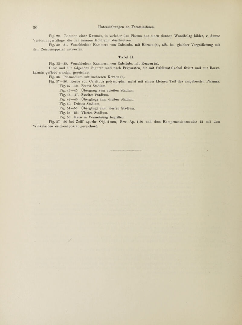 Fig. 29. Rotation einer Kammer, in welcher das Plasma nur einen dünnen Wandbelag bildet, r, dünne Verbiudungsstränge, die den inneren Hohlraum durchsetzen. Fig. 30 — 31. Verschiedene Kammern von Calcituba mit Kernen (n), alle bei gleicher Vergrößerung mit dem Zeichenapparat entworfen. Tafel H. Fig. 32—35. Verschiedene Kammern von Calcituba mit Kernen (n). Diese und alle folgenden Figuren sind nach Präparaten, die mit Sublimatalkohol fixiert und mit Borax¬ karmin gefärbt wurden, gezeichnet. Fig. 36. Plasmodium mit mehreren Kernen (n). Fig. 37 — 56. Kerne von Calcituba polymorpha, meist mit einem kleinen Teil des umgebenden Plasmas. Fig. 37—42. Erstes Stadium, Fig. 43—45. Übergang zum zweiten Stadium. Fig. 46—47. Zweites Stadium. Fig. 48—49. Übergänge zum dritten Stadium. Fig. 50. Drittes Stadium. Fig. 51—53. Übergänge zum vierten Stadium. Fig. 54—55. Viertes Stadium. Fig. 56. Kern in Vermehrung begriflen. Fig. 37—56 bei Zeiß’ apochr. Obj. 2 mm, Brw. Ap. 1,30 und dem Kompensationsocular 12 mit dem Winkelschen Zeichenapparat gezeichnet.