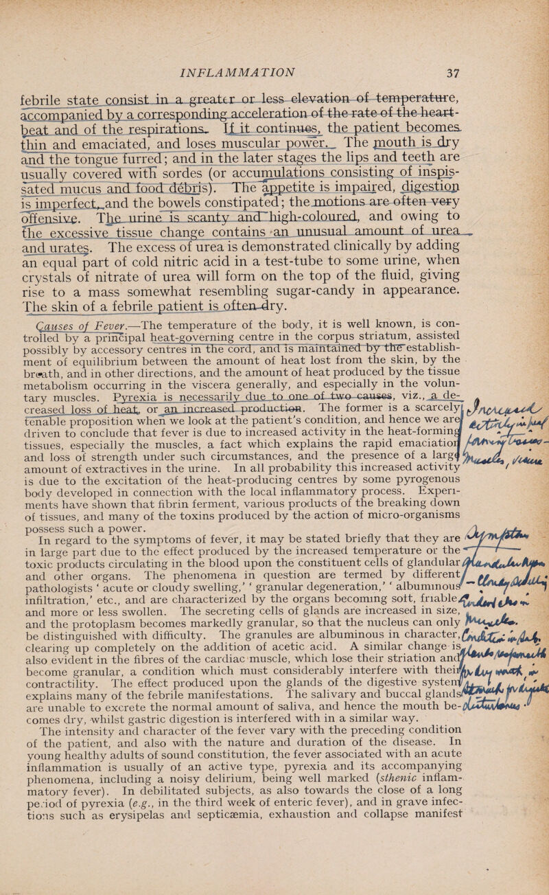 febrile state..consist in a greater or less elevation -of—temperature, accompanied by a corresponding acceleration of the rate of the heart¬ beat and of the respirations. If it continues, the patient becomes, thin and emaciated, and loses muscular power.,. The piouth is jlry and the tongue furred; and in the later stages the lips and teeth are usually covered with sordes (or accumulations consisting of inspis¬ sated mucus and food debris). The appetite is impaired, digestion is imperfect, and the bowels constipated; the motions are often very cSensive. Ta urine is scanty ancTliigh-coloured, and owing to the excessive tissue change contains an unusual amount of urea and urates. The excess of urea is demonstrated clinically by adding an equal part of cold nitric acid in a test-tube to some urine, when crystals of nitrate of urea will form on the top of the fluid, giving rise to a mass somewhat resembling sugar-candy in appearance. The skin of a febrile patient is. often-dry. Causes of Fever.—The temperature of the body, it is well known, is con¬ trolled by a principal heat-governing centre in the corpus striatum, assisted possibly by accessory centres in the cord, and Is maintained by thtTestablish- ment of equilibrium between the amount of heat lost from the skin, by the breath, and in other directions, and the amount of heat produced by the tissue metabolism occurring in the viscera generally, and especially in the volun¬ tary muscles. Pyrexia is necessarily due to one of two causes, viz., jEt_de- [ lA4\ vxU**? - i/l^UUL __ or an increased production. The former is a scarcely! tenable proposition when we look at the patient’s condition, and hence we arej driven to conclude that fever is due to increased activity in the heat-forming tissues, especially the muscles, a fact which explains the rapid emaciatioi and loss of strength under such circumstances, and the presence of a larg^ amount of extractives in the urine. In all probability this increased activity is due to the excitation of the heat-producing centres by some pyrogenous body developed in connection with the local inflammatory process. Experi¬ ments have shown that fibrin ferment, various products of the breaking down of tissues, and many of the toxins produced by the action of micro-organisms possess such a power. In regard to the symptoms of fever, it may be stated briefly that they are in large part due to the effect produced by the increased temperature or the*^ toxic products circulating in the blood upon the constituent cells of glandular^ and other organs. The phenomena in question are termed by different,;: ** pathologists ‘ acute or cloudy swelling,’ ‘ granular degeneration,’ ‘ albuminous7~ infiltration,’ etc., and are characterized by the organs becoming soft, friable^ tk*JL and more or less swollen. The secreting cells of glands are increased in size, and the protoplasm becomes markedly granular, so that the nucleus can only be distinguished with difficulty. The granules are albuminous in character, clearing up completely on the addition of acetic acid. A similar change is^ ^ A % also evident in the fibres of the cardiac muscle, which lose their striation andV*^/Vy****** become granular, a condition which must considerably interfere with theii%^|^u contractility. The effect produced upon the glands of the digestive systentT, j / J '^ explains many of the febrile manifestations. The salivary and buccal glands^***^ are unable to excrete the normal amount of saliva, and hence the mouth be-i)WwI»(«« ‘U comes dry, whilst gastric digestion is interfered with in a similar way. The intensity and character of the fever vary with the preceding condition of the patient, and also with the nature and duration of the disease. In young healthy adults of sound constitution, the fever associated with an acute inflammation is usually of an active type, pyrexia and its accompanying phenomena, including a noisy delirium, being well marked (.sthenic inflam¬ matory fever). In debilitated subjects, as also towards the close of a long pe;iod of pyrexia {e.g., in the third week of enteric fever), and in grave infec¬ tions such as erysipelas and septicaemia, exhaustion and collapse manifest