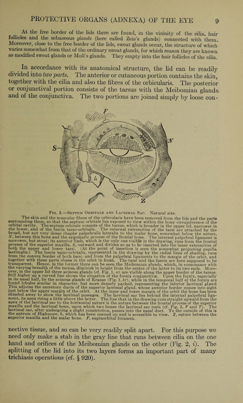 At the free border of the lids there are found, in the vicinity of the cilia, hair follicles and the sebaceous glands (here called Zeis’s glands) connected with them. Moreover, close to the free border of the lids, sweat glands occur, the structure of which varies somewhat from that of the ordinary sweat glands, for which reason they are known as modified sweat glands or Moll’s glands. They empty into the hair follicles of the cilia. . accordance with its anatomical structure, the lid can be readily divided into two parts. The anterior or cutaneous portion contains the skin, together with the cilia and also the fibres of the orbicularis. The posterior or conjunctival portion consists of the tarsus with the Meibomian glands, and of the conjunctiva. The two portions are joined simply by loose con- Fig. 3.—Septum Orbitale and Lacrimal Sac. Natural size. The skin and the muscular fibres of the orbicularis have been removed from the lids and the parts surrounding them, so that the septum orbitale lies exposed to view within the bony circumference of the- orbital cavity. The septum orbitale consists of the tarsus, which is broader in the upper lid, narrower in the lower, and of the fascia tarso-orbitalis. The external extremities of the tarsi are attached by the broad, but not very dense rhaphe palpebralis lateralis to the malar bone, somewhat below the suture, N, between this bone and the zygomatic process of the frontal bone. The internal palpebral ligament is narrower, but stout; its anterior limb, which is the only one visible in the drawing, runs from the frontal process of the superior maxilla, S, outward and divides so as to be inserted into the inner extremities of both the upper and lower tarsi. (At the point of insertion is seen the somewhat projecting papilla lacrimalis.) The fascia tarso-orbitalis, represented in the drawing by the radial lines of shading, runs from the convex border of both tarsi, and from the palpebral ligaments to the margin of the orbit, and together with these parts closes in the orbit in front. The tarsi and the fascia are here supposed to be transparent. Hence, in the former there can be seen the Meibomian glands, which, in consonance with the varying breadth of the tarsus, diminish in height from the centre of the latter to its two ends. More¬ over,in the upper lid three acinous glands (cf. Fig. 1, w) are visible along the upper border of the tarsus, otill higher up a curved line shows the situation of the fornix conjunctivae. Upon the fornix, especially in its nasal half, lie the acinous glands of Krause (Fig. 1, kr), while in the temporal half of the fornix are mu1- ,u*es similar in character, but more densely packed, representing the inferior lacrimal gland this adjoins the excretory ducts of the superior lacrimal gland, whose anterior border comes into sight just below the upper margin of the orbit. At the inner and lower margin of the orbit the bone has been chiseled away to show the lacrimal passages. The lacrimal sac lies behind the internal palpebral liga¬ ment, its apex rising a little above the latter. The line that in the drawing runs straight upward from the apex of the lacrimal sac to the horizontal suture is the suture between the frontal process of the superior maxilla and the lacrimal bone, upon which two bones the lacrimal sac rests (cf. Fig. 2, F and T). The lacrimal sac, after undergoing a slight constriction, passes into the nasal duct. To the outside of this is the antrum of Highmore, h, which has been opened up and is accessible to view. Z, suture between the superior maxilla and the malar bone. F, supraorbital foramen. nective tissue, and so can be very readily split apart. For this purpose we need only make a stab in the gray line that runs between cilia on the one hand and orifices of the Meibomian glands on the other (Fig. 2, i). The splitting of the lid into its two layers forms an important part of many trichiasis operations (cf. § 920).