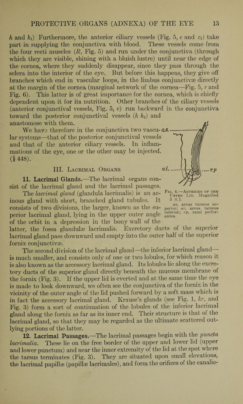 h and hi) Furthermore, the anterior ciliary vessels (Fig. 5, c and ci) take part in supplying the conjunctiva with blood. These vessels come from the four recti muscles (R, Fig. 5) and run under the conjunctiva (through which they are visible, shining with a bluish lustre) until near the edge of the cornea, where they suddenly disappear, since they pass through the sclera into the interior of the eye. But before this happens, they give off branches which end in vascular loops, in the limbus conjunctivae directly at the margin of the cornea (marginal network of the cornea—Fig. 5, r and Fig. 6). This latter is of great importance for the cornea, which is chiefly dependent upon it for its nutrition. Other branches of the ciliary vessels (anterior conjunctival vessels, Fig. 5, v) run backward in the conjunctiva toward the posterior conjunctival vessels (h hi) and anastomose with them. We have therefore in the conjunctiva two vascu-a.s. lar systems—’that of the posterior conjunctival vessels and that of the anterior ciliary vessels. In inflam¬ mations of the eye, one or the other may be injected. (§448). m , HI. Lacrimal Organs -_rp 11. Lacrimal Glands.—The lacrimal organs con¬ sist of the lacrimal gland and the lacrimal passages. The lacrimal gland (glandula lacrimalis) is an ac¬ inous gland with short, branched gland tubules. It consists of two divisions, the larger, known as the su¬ perior lacrimal gland, lying in the upper outer angle of the orbit in a depression in the bony wall of the latter, the fossa glandulae lacrimalis. Excretory ducts of the superior lacrimal gland pass downward and empty into the outer half of the superior fornix conjunctivae. The second division of the lacrimal gland—the inferior lacrimal gland • is much smaller, and consists only of one or two lobules, for which reason it is also known as the accessory lacrimal gland. Its lobules lie along the excre¬ tory ducts of the superior gland directly beneath the mucous membrane of the fornix (Fig. 3). If the upper lid is everted and at the same time the eye is made to look downward, we often see the conjunctiva of the fornix in the vicinity of the outer angle of the lid pushed forward by a soft mass which is in fact the accessory lacrimal gland. Krause’s glands (see Fig. 1, kr, and Fig. 3) form a sort of continuation of the lobules of the inferior lacrimal gland along the fornix as far as its inner end. Their structure is that of the lacrimal gland, so that they may be regarded as the ultimate scattered out¬ lying portions of the latter. 12. Lacrimal Passages.—The lacrimal passages begin with the puncta lacrimalia. These lie on the free border of the upper and lower lid (upper and lower punctum) and near the inner extremity of the lid at the spot where the tarsus terminates (Fig. 3). They are situated upon small elevations, the lacrimal papillae (papillae lacrimales), and form the orifices of the canalic- Fig. 4.—Arteries of the Upper Lid. Magnified 3X1. as, arcus tarseus su¬ perior; ai, arcus tarseus inferior; rp, rami perfor¬ ates.