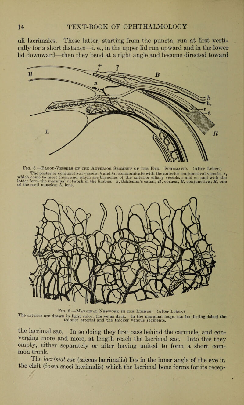 uli lacrimales. These latter, starting from the puncta, run at first verti¬ cally for a short distance—i. e., in the upper lid run upward and in the lower lid downward—then they bend at a right angle and become directed toward Fig. 5.—Blood-Vessels of the Anterior Segment of the Eye. Schematic. (After Leber.; The posterior conjunctival vessels, h and hi, communicate with the anterior conjunctival vessels, r, which come to meet them and which are branches of the anterior ciliary vessels, c and ci; and with the latter form the marginal network in the limbus, n, Schlemm’s canal; H, cornea; B, conjunctiva; R, one of the recti muscles; L, lens. Fig. 6.—Marginal Network in the Limbus. (After Leber.) The arteries are drawn in light color, the veins dark. In the marginal loops can be distinguished the thinner arterial and the thicker venous segments. the lacrimal sac. In so doing they first pass behind the caruncle, and con¬ verging more and more, at length reach the lacrimal sac. Into this they empty, either separately or after having united to form a short com¬ mon trunk. The lacrimal sac (saccus lacrimalis) lies in the inner angle of the eye in the cleft (fossa sacci lacrimalis) which the lacrimal bone forms for its recep-