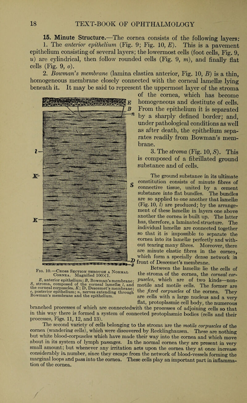 15. Minute Structure.—The cornea consists of the following layers: 1. The anterior epithelium (Fig. 9; Fig. 10, E). This is a pavement epithelium consisting of several layers; the lowermost cells (foot cells, Fig. 9, u) are cylindrical, then follow rounded cells (Fig. 9, m), and finally flat cells (Fig. 9, o). 2. Bowman’s membrane (lamina elastica anterior, Fig. 10, B) is a thin, homogeneous membrane closely connected with the corneal lamellae lying beneath it. It may be said to represent the uppermost layer of the stroma of the cornea, which has become |b homogeneous and destitute of cells. From the epithelium it is separated 71 by a sharply defined border; and, under pathological conditions as well as after death, the epithelium sepa¬ rates readily from Bowman’s mem¬ brane. 3. The stroma (Fig. 10, S). This is composed of a fibrillated ground substance and of cells. The ground substance in its ultimate constitution consists of minute fibres of connective tissue, united by a cement substance into flat bundles. The bundles are so applied to one another that lamellae (Fig. 10, l) are produced; by the arrange¬ ment of these lamellae in layers one above another the cornea is built up. The latter has, therefore, a laminated structure. The individual lamellae are connected together so that it is impossible to separate the cornea into its lamellae perfectly and with¬ out tearing many fibres. Moreover, there are minute elastic fibres in the cornea, which form a specially dense network in front of Descemet’s membrane. Between the lamellae lie the cells of the stroma of the cornea, the corneal cor¬ puscles, which are of two kinds—non- motile and motile cells. The former are Fig. 10.—Cross Section through a Normal Cornea. Magnified 100X1. E, anterior epithelium; B, Bowman’s membrane; S, stroma, composed of the corneal lamellae l, and the corneal corpuscles, K; D, Descemet’s membrane; . 7 e e, posterior epithelium; n, nerves extending through t]ie ßxea Corpuscles of the cornea. They Bowman’s membrane and the epithelium. are cells with a large nucleus and a very flat, protoplasmic cell body, the numerous branched processes of which are connectedwith the processes of adjoining cells so that in this way there is formed a system of connected protoplasmic bodies (cells and their processes, Figs. 11, 12, and 13). The second variety of cells belonging to the stroma are the motile corpuscles of the cornea (wandering cells), which were discovered by Recklinghausen. These are nothing but white blood-corpuscles which have made their way into the cornea and which move about in its system of lymph passages. In the normal cornea they are present in very small amount; but whenever any irritation acts upon the cornea they at once increase considerably in number, since they escape from the network of blood-vessels forming the marginal loops and pass into the cornea. These cells play an important part in inflamma¬ tion of the cornea.