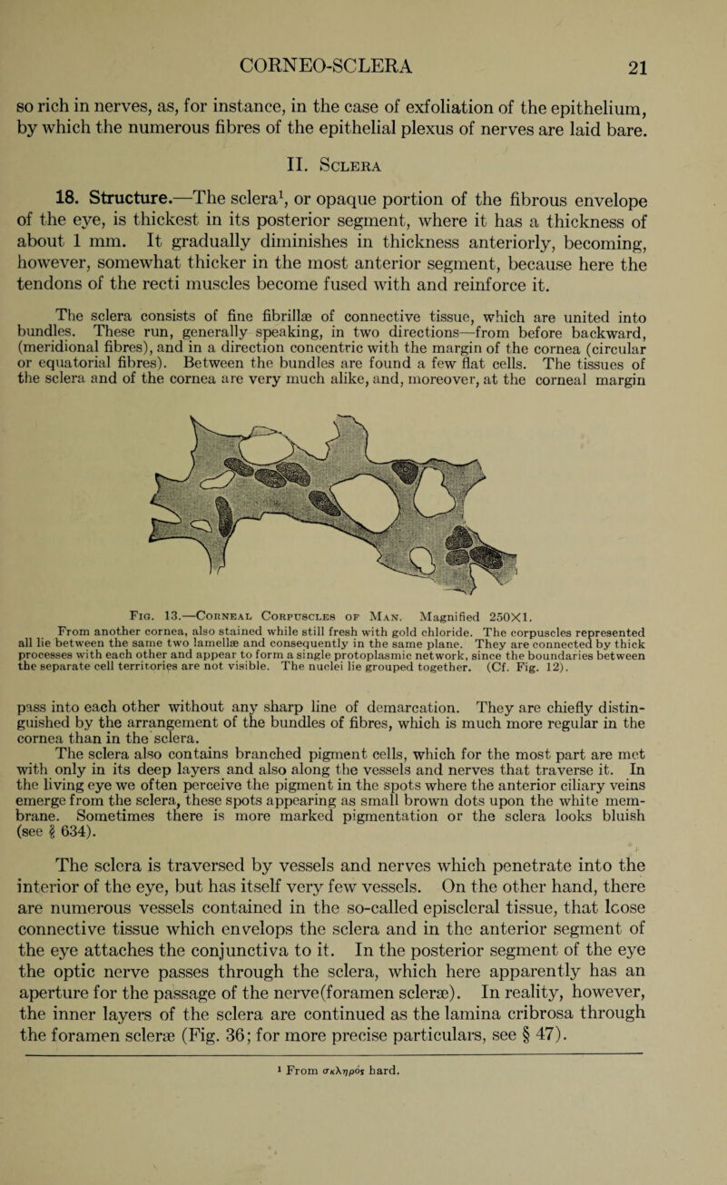 so rich in nerves, as, for instance, in the case of exfoliation of the epithelium, by which the numerous fibres of the epithelial plexus of nerves are laid bare. II. Sclera 18. Structure.—The sclera1, or opaque portion of the fibrous envelope of the eye, is thickest in its posterior segment, where it has a thickness of about 1 mm. It gradually diminishes in thickness anteriorly, becoming, however, somewhat thicker in the most anterior segment, because here the tendons of the recti muscles become fused with and reinforce it. The sclera consists of fine fibrillae of connective tissue, which are united into bundles. These run, generally speaking, in two directions—from before backward, (meridional fibres), and in a direction concentric with the margin of the cornea (circular or equatorial fibres). Between the bundles are found a few flat cells. The tissues of the sclera and of the cornea are very much alike, and, moreover, at the corneal margin Fig. 13.—Corneal Corpuscles of Man. Magnified 250X1. From another cornea, also stained while still fresh with gold chloride. The corpuscles represented all lie between the same two lamellae and consequently in the same plane. They are connected by thick processes with each other and appear to form a single protoplasmic network, since the boundaries between the separate cell territories are not visible. The nuclei lie grouped together. (Cf. Fig. 12). pass into each other without any sharp line of demarcation. They are chiefly distin¬ guished by the arrangement of the bundles of fibres, which is much more regular in the cornea than in the sclera. The sclera also contains branched pigment cells, which for the most part are met with only in its deep layers and also along the vessels and nerves that traverse it. In the living eye we often perceive the pigment in the spots where the anterior ciliary veins emerge from the sclera, these spots appearing as small brown dots upon the white mem¬ brane. Sometimes there is more marked pigmentation or the sclera looks bluish (see \ 634). * ;• The sclera is traversed by vessels and nerves which penetrate into the interior of the eye, but has itself very few vessels. On the other hand, there are numerous vessels contained in the so-called episcleral tissue, that loose connective tissue which envelops the sclera and in the anterior segment of the eye attaches the conjunctiva to it. In the posterior segment of the eye the optic nerve passes through the sclera, which here apparently has an aperture for the passage of the nerve(foramen sclerse). In reality, however, the inner layers of the sclera are continued as the lamina cribrosa through the foramen sclerae (Fig. 36; for more precise particulars, see § 47). 1 From <tk\t)p6s hard.