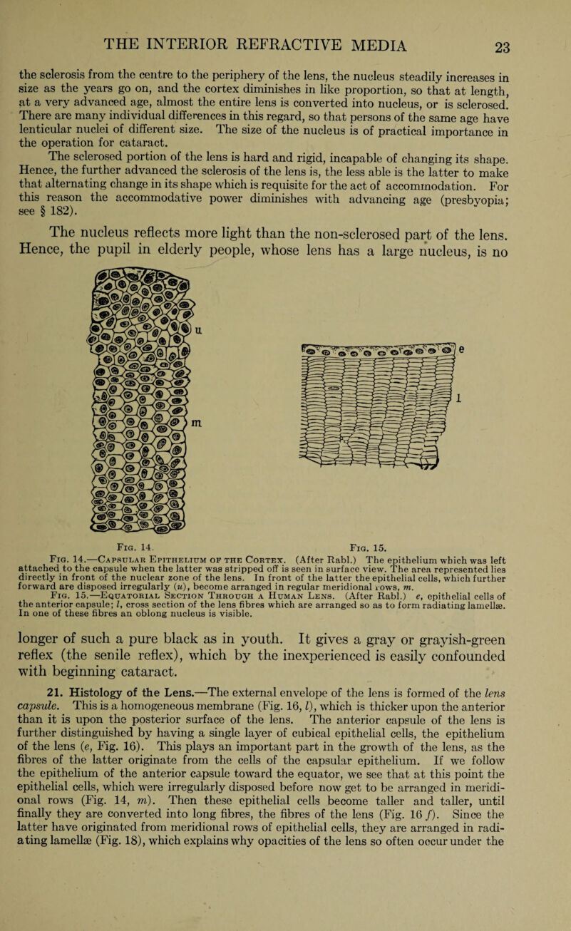 the sclerosis from the centre to the periphery of the lens, the nucleus steadily increases in size as the years go on, and the cortex diminishes in like proportion, so that at length, at a very advanced age, almost the entire lens is converted into nucleus, or is sclerosed. There are many individual differences in this regard, so that persons of the same age have lenticular nuclei of different size. The size of the nucleus is of practical importance in the operation for cataract. The sclerosed portion of the lens is hard and rigid, incapable of changing its shape. Hence, the further advanced the sclerosis of the lens is, the less able is the latter to make that alternating change in its shape which is requisite for the act of accommodation. For this reason the accommodative power diminishes with advancing age (presbvopia; see § 182). The nucleus reflects more light than the non-sclerosed part of the lens. Hence, the pupil in elderly people, whose lens has a large nucleus, is no Fig. 14. Fig. 15. Fig. 14.—Capsular Epithelium of the Cortex. (After Rabl.) The epithelium which was left attached to the capsule when the latter was stripped off is seen in surface view. The area represented lies directly in front of the nuclear zone of the lens. In front of the latter the epithelial cells, which further forward are disposed irregularly (u), become arranged in regular meridional rows, m. Fig. 15.—Equatorial Section Through a Human Lens. (After Rabl.) e, epithelial cells of the anterior capsule; l, cross section of the lens fibres which are arranged so as to form radiating lamellae. In one of these fibres an oblong nucleus is visible. longer of such a pure black as in youth. It gives a gray or grayish-green reflex (the senile reflex), which by the inexperienced is easily confounded with beginning cataract. ' >■ 21. Histology of the Lens.—The external envelope of the lens is formed of the lens capsule. This is a homogeneous membrane (Fig. 16, l), which is thicker upon the anterior than it is upon the posterior surface of the lens. The anterior capsule of the lens is further distinguished by having a single layer of cubical epithelial cells, the epithelium of the lens (e, Fig. 16). This plays an important part in the growth of the lens, as the fibres of the latter originate from the cells of the capsular epithelium. If we follow the epithelium of the anterior capsule toward the equator, we see that at this point the epithelial cells, which were irregularly disposed before now get to be arranged in meridi¬ onal rows (Fig. 14, m). Then these epithelial cells become taller and taller, until finally they are converted into long fibres, the fibres of the lens (Fig. 16 /). Since the latter have originated from meridional rows of epithelial cells, they are arranged in radi¬ ating lamellae (Fig. 18), which explains why opacities of the lens so often occur under the