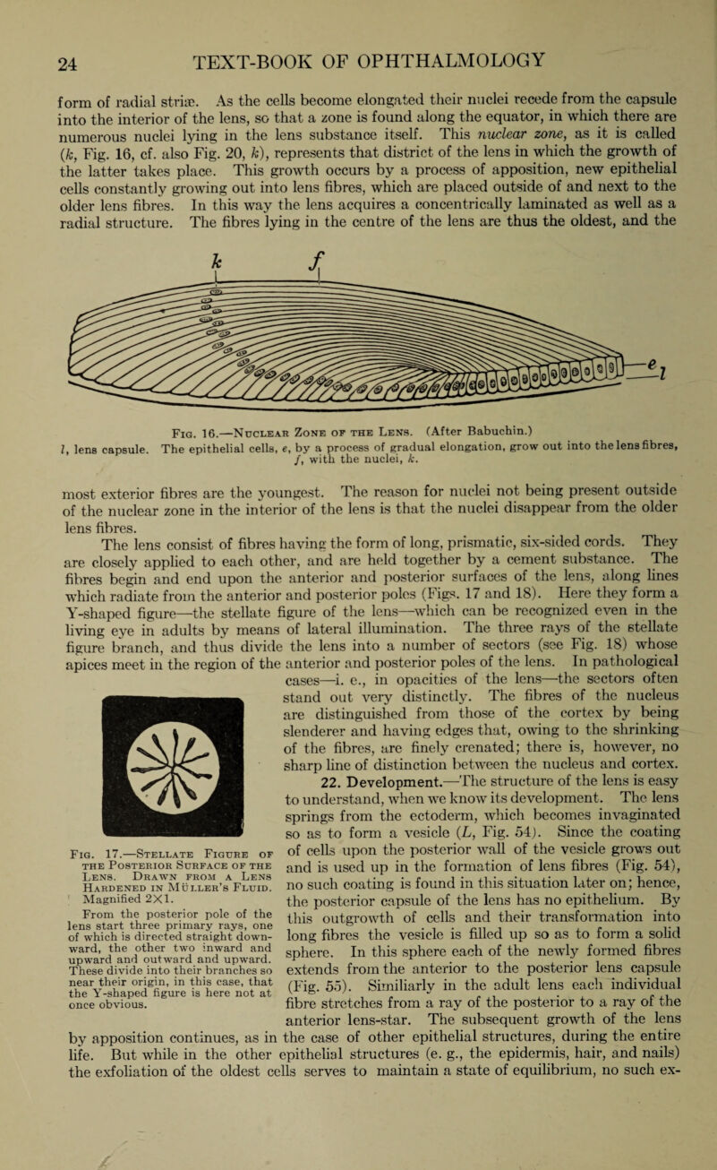 form of radial striae. As the cells become elongated their nuclei recede from the capsule into the interior of the lens, so that a zone is found along the equator, in which there are numerous nuclei lying in the lens substance itself. This nuclear zone, as it is called (k, Fig. 16, cf. also Fig. 20, &), represents that district of the lens in which the growth of the latter takes place. This growth occurs by a process of apposition, new epithelial cells constantly growing out into lens fibres, which are placed outside of and next to the older lens fibres. In this way the lens acquires a concentrically laminated as well as a radial structure. The fibres lying in the centre of the lens are thus the oldest, and the Fig. 16.—Nuclear Zone of the Lens. (After Babuchin.) Z, lens capsule. The epithelial cells, e, by a process of gradual elongation, grow out into the lens fibres, /, with the nuclei, k. most exterior fibres are the youngest. The reason for nuclei not being present outside of the nuclear zone in the interior of the lens is that the nuclei disappear from the older lens fibres. The lens consist of fibres having the form of long, prismatic, six-sided cords. They are closely applied to each other, and are held together by a cement substance. The fibres begin and end upon the anterior and posterior surfaces of the lens, along lines which radiate from the anterior and posterior poles (Figs. 17 and 18). Here they form a Y-shaped figure—the stellate figure of the lens—which can be recognized even in the living eve in adults by means of lateral illumination. Tne three rays of the stellate figure branch, and thus divide the lens into a number of sectors (see Fig. 18) whose apices meet in the region of the anterior and posterior poles of the lens. In pathological cases—i. e., in opacities of the lens—the sectors often stand out very distinctly. The fibres of the nucleus are distinguished from those of the cortex by being slenderer and having edges that, owing to the shrinking of the fibres, are finely crenated; there is, however, no sharp line of distinction between the nucleus and cortex. 22. Development.—The structure of the lens is easy to understand, when we know its development. The lens springs from the ectoderm, which becomes invaginated so as to form a vesicle (L, Fig. 54). Since the coating of cells upon the posterior wall of the vesicle grows out and is used up in the formation of lens fibres (Fig. 54), no such coating is found in this situation later on; hence, the posterior capsule of the lens has no epithelium. By this outgrowth of cells and their transformation into long fibres the vesicle is filled up so as to form a solid sphere. In this sphere each of the newly formed fibres extends from the anterior to the posterior lens capsule (Fig. 55). Similiarly in the adult lens each individual fibre stretches from a ray of the posterior to a ray of the anterior lens-star. The subsequent growth of the lens by apposition continues, as in the case of other epithelial structures, during the entire life. But while in the other epithelial structures (e. g., the epidermis, hair, and nails) the exfoliation of the oldest cells serves to maintain a state of equilibrium, no such ex- Fig. 17.—Stellate Figure of the Posterior Surface of the Lens. Drawn from a Lens Hardened in Muller’s Fluid. Magnified 2X1. From the posterior pole of the lens start three primary rays, one of which is directed straight down¬ ward, the other two inward and upward and outward and upward. These divide into their branches so near their origin, in this case, that the Y-shaped figure is here not at once obvious.