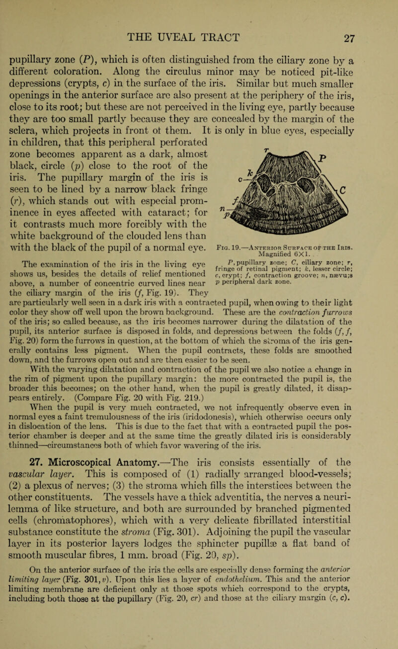 pupillary zone (P), which is often distinguished from the ciliary zone by a different coloration. Along the circulus minor may be noticed pit-like depressions (crypts, c) in the surface of the iris. Similar but much smaller openings in the anterior surface are also present at the periphery of the iris, close to its root; but these are not perceived in the living eye, partly because they are too small partly because they are concealed by the margin of the sclera, which projects in front ot them. It is only in blue eyes, especially in children, that this peripheral perforated zone becomes apparent as a dark, almost black, circle (p) close to the root of the iris. The pupillary margin of the iris is seen to be lined by a narrow black fringe (r), which stands out with especial prom¬ inence in eyes affected with cataract; for it contrasts much more forcibly with the white background of the clouded lens than with the black of the pupil of a normal eye. Fig. 19.—Anterior Surface of the Iris. Magnified 6X1. . P, pupillary zone; C, ciliary zone; r, fringe of retinal pigment; k, lesser circle; c, crypt; /, contraction groove; n, naevu;s p peripheral dark zone. The examination of the iris in the living eye shows us, besides the details of relief mentioned above, a number of concentric curved lines near the ciliary margin of the iris (/, Fig. 19). They are particularly well seen in a dark iris with a contracted pupil, when owing to their light color they show off well upon the brown background. These are the contraction furrows of the iris; so called because, as the iris becomes narrower during the dilatation of the pupil, its anterior surface is disposed in folds, and depressions between the folds (/, /, Fig. 20) form the furrows in question, at the bottom of which the stroma of the iris gen¬ erally contains less pigment. When the pupil contracts, these folds are smoothed down, and the furrows open out and are then easier to be seen. With the varying dilatation and contraction of the pupil we also notice a change in the rim of pigment upon the pupillary margin: the more contracted the pupil is, the broader this becomes; on the other hand, when the pupil is greatly dilated, it disap¬ pears entirely. (Compare Fig. 20 with Fig. 219.) When the pupil is very much contracted, we not infrequently observe even in normal eyes a faint tremulousness of the iris (iridodonesis), which otherwise occurs only in dislocation of the lens. This is due to the fact that with a contracted pupil the pos¬ terior chamber is deeper and at the same time the greatly dilated iris is considerably thinned—-circumstances both of which favor wavering of the iris. 27. Microscopical Anatomy.—The iris consists essentially of the vascular layer. This is composed of (1) radially arranged blood-vessels; (2) a plexus of nerves; (3) the stroma which fills the interstices between the other constituents. The vessels have a thick adventitia, the nerves a neuri¬ lemma of like structure, and both are surrounded by branched pigmented cells (chromatophores), which with a very delicate fibrillated interstitial substance constitute the stroma (Fig. 301). Adjoining the pupil the vascular layer in its posterior layers lodges the sphincter pupillae a flat band of smooth muscular fibres, 1 mm. broad (Fig. 20, sp). On the anterior surface of the iris the cells are especially dense forming the anterior limiting layer (Fig. 301, v). Upon this lies a layer of endothelium. This and the anterior limiting membrane are deficient only at those spots which correspond to the crypts, including both those at the pupillary (Fig. 20, cr) and those at the ciliary margin (c, c).