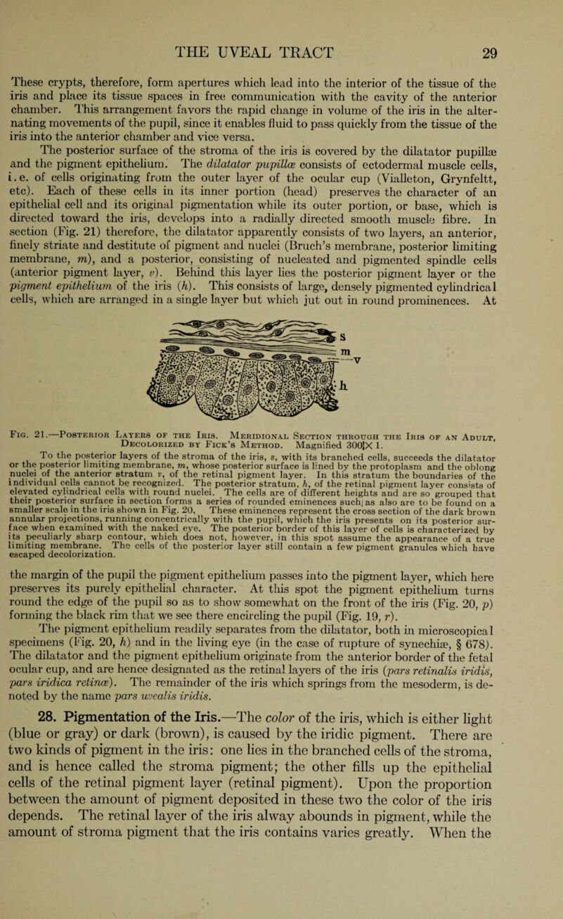 These crypts, therefore, form apertures which lead into the interior of the tissue of the iris and place its tissue spaces in free communication with the cavity of the anterior chamber. This arrangement favors the rapid change in volume of the iris in the alter¬ nating movements of the pupil, since it enables fluid to pass quickly from the tissue of the iris into the anterior chamber and vice versa. The posterior surface of the stroma of the iris is covered by the dilatator pupillae and the pigment epithelium. The dilatator papilla consists of ectodermal muscle cells, i.e. of cells originating from the outer layer of the ocular cup (Vialleton, Grynfeltt, etc). Each of these cells in its inner portion (head) preserves the character of an epithelial cell and its original pigmentation while its outer portion, or base, which is directed toward the iris, develops into a radially directed smooth muscle fibre. In section (Fig. 21) therefore, the dilatator apparently consists of two layers, an anterior, finely striate and destitute of pigment and nuclei (Bruch’s membrane, posterior limiting membrane, m), and a posterior, consisting of nucleated and pigmented spindle cells (anterior pigment layer, v). Behind this layer lies the posterior pigment layer or the pigment epithelium of the iris (h). This consists of large, densely pigmented cylindrical cells, which are arranged in a single layer but which jut out in round prominences. At Fig. 21.—Posterior Layers of the Iris. Meridional Section through the Iris of an Adult Decolorized by Fick’s Method. Magnified 300|X 1. To the posterior layers of the stroma of the iris, s, with its branched cells, succeeds the dilatator or the posterior limiting membrane, m, whose posterior surface is lined by the protoplasm and the oblong nuclei of the anterior stratum v, of the retinal pigment layer. In this stratum the boundaries of the individual cells cannot be recognized. The posterior stratum, h, of the retinal pigment layer consists of elevated cylindrical cells with round nuclei. The cells are of different heights and are so grouped that their posterior surface in section forms a series of rounded eminences such] as also are to be found on a smaller scale in the iris shown in Fig. 20. These eminences represent the cross section of the dark brown annular projections, running concentrically with the pupil, which the iris presents on its posterior sur¬ face when examined with the naked eye. The posterior border of this layer of cells is characterized by its peculiarly sharp contour, which does not, however, in this spot assume the appearance of a true limiting membrane. The cells of the posterior layer still contain a few pigment granules which have escaped decolorization. the margin of the pupil the pigment epithelium passes into the pigment layer, which here preserves its purely epithelial character. At this spot the pigment epithelium turns round the edge of the pupil so as to show somewhat on the front of the iris (Fig. 20, p) forming the black rim that we see there encircling the pupil (Fig. 19, r). The pigment epithelium readily separates from the dilatator, both in microscopical specimens (Fig. 20, h) and in the living eye (in the case of rupture of synechia?, § 678). The dilatator and the pigment epithelium originate from the anterior border of the fetal ocular cup, and are hence designated as the retinal layers of the iris (pars retinalis iridis, pars iridica retina). The remainder of the iris which springs from the mesoderm, is de¬ noted by the name pars uvcalis iridis. 28. Pigmentation of the Iris.—The color of the iris, which is either light (blue or gray) or dark (brown), is caused by the iridic pigment. There are two kinds of pigment in the iris: one lies in the branched cells of the stroma, and is hence called the stroma pigment; the other fills up the epithelial cells of the retinal pigment layer (retinal pigment). Upon the proportion between the amount of pigment deposited in these two the color of the iris depends. The retinal layer of the iris alway abounds in pigment, while the amount of stroma pigment that the iris contains varies greatly. When the