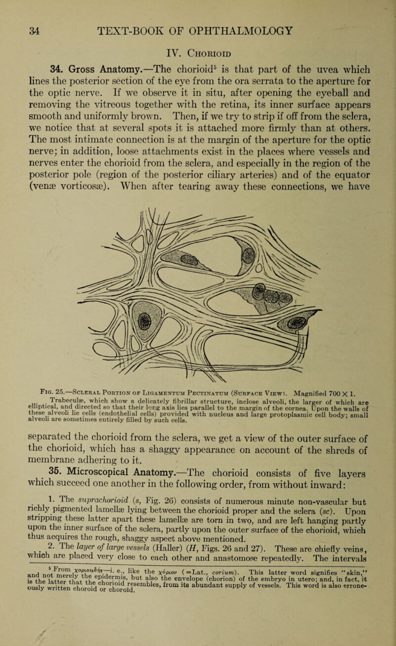 IV. Chorioid 34. Gross Anatomy.—The chorioid5 is that part of the uvea which lines the posterior section of the eye from the ora serrata to the aperture for the optic nerve. If we observe it in situ, after opening the eyeball and removing the vitreous together with the retina, its inner surface appears smooth and uniformly brown. Then, if we try to strip if off from the sclera, we notice that at several spots it is attached more firmly than at others. The most intimate connection is at the margin of the aperture for the optic nerve; in addition, loose attachments exist in the places where vessels and nerves enter the chorioid from the sclera, and especially in the region of the posterior pole (region of the posterior ciliary arteries) and of the equator (venae vorticosae). When after tearing away these connections, we have Fig. 25.—Scleral Portion of Ligamentum Pectinatum (Surface View). Magnified 700 X 1. ... . Trabeculae, which show a delicately fibrillar structure, inclose alveoli, the larger of which are elliptical, and directed so that their long axis lies parallel to the margin of the cornea. Upon the walls of these alveoh lie cells (endothelial cells) provided with nucleus and large protoplasmic cell body; small alveoli are sometimes entirely filled by such cells. separated the chorioid from the sclera, we get a view of the outer surface of the chorioid, which has a shaggy appearance on account of the shreds of membrane adhering to it. 35. Microscopical Anatomy.—The chorioid consists of five layers which succeed one another in the following order, from without inward: 1. The suprachonoid (s, Fig. 26) consists of numerous minute non-vascular but richly pigmented lamellae lying between the chorioid proper and the sclera (sc). Upon stripping these latter apart these lamellae are torn in two, and are left hanging partly upon the inner surface of the sclera, partly upon the outer surface of the chorioid, which thus acquires the rough, shaggy aspect above mentioned. 2. The layer of large vessels (Haller) (H, Figs. 26 and 27). These are chiefly veins, which are placed very close to each other and anastomose repeatedly. The intervals „nr) ^ e'-’ X^piop (=Lat., corium). This latter word signifies “skin,” is the lnttpr thL +L ep^eCn?jS’ a(s0 the envelope (chorion) of the embryo in utero; and, in fact, it ously written chorofdt°cWdoid.Semb 6S’ fr°m itS abundant supply of vessels- This word is alao errone-