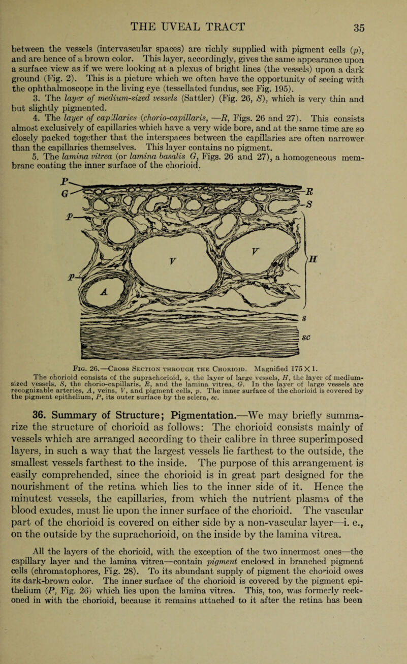 between the vessels (intervascular spaces) are richly supplied with pigment cells (p), and are hence of a brown color. This layer, accordingly, gives the same appearance upon a surface view as if we were looking at a plexus of bright lines (the vessels) upon a dark ground (Fig. 2). This is a picture which we often have the opportunity of seeing with the ophthalmoscope in the living eye (tessellated fundus, see Fig. 195). 3. The layer of medium-sized vessels (Sattler) (Fig. 26, S), which is very thin and but slightly pigmented. 4. The layer of capillaries (chorio-capillaris, —R, Figs. 26 and 27). This consists almost exclusively of capillaries which have a very wide bore, and at the same time are so closely packed together that the interspaces between the capillaries are often narrower than the capillaries themselves. This layer contains no pigment. 5. The lamina vitrea (or lamina basalis G, Figs. 26 and 27), a homogeneous mem¬ brane coating the inner surface of the chorioid. Fig. 26.—Cross Section through the Chorioid. Magnified 175 X 1. The chorioid consists of the suprachorioid, s, the layer of large vessels, //, the layer of medium¬ sized vessels, S, the chorio-capillaris, R, and the lamina vitrea, G. In the layer of large vessels are recognizable arteries, A, veins, V, and pigment cells, p. The inner surface of the chorioid is covered by the pigment epithelium, P, its outer surface by the sclera, sc. 36. Summary of Structure; Pigmentation.—We may briefly summa¬ rize the structure of chorioid as follows: The chorioid consists mainly of vessels which are arranged according to their calibre in three superimposed layers, in such a way that the largest vessels lie farthest to the outside, the smallest vessels farthest to the inside. The purpose of this arrangement is easily comprehended, since the chorioid is in great part designed for the nourishment of the retina which lies to the inner side of it. Hence the minutest vessels, the capillaries, from which the nutrient plasma of the blood exudes, must lie upon the inner surface of the chorioid. The vascular part of the chorioid is covered on either side by a non-vascular layer—i. e., on the outside by the suprachorioid, on the inside by the lamina vitrea. All the layers of the chorioid, with the exception of the two innermost ones—the capillary layer and the lamina vitrea—contain pigment enclosed in branched pigment cells (chromatophores, Fig. 28). To its abundant supply of pigment the chodoid owes its dark-brown color. The inner surface of the chorioid is covered by the pigment epi¬ thelium (P, Fig. 26) which lies upon the lamina vitrea. This, too, was formerly reck¬ oned in with the chorioid, because it remains attached to it after the retina has been