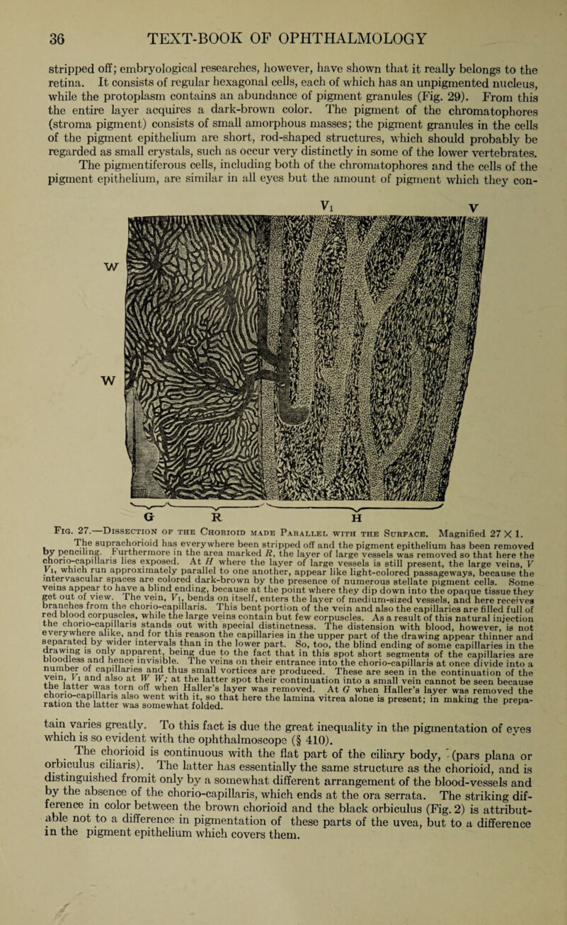 stripped off; embryological researches, however, have shown that it really belongs to the retina. It consists of regular hexagonal cells, each of which has an unpigmented nucleus, while the protoplasm contains an abundance of pigment granules (Fig. 29). From this the entire layer acquires a dark-brown color. The pigment of the chromatophores (stroma pigment) consists of small amorphous masses; the pigment granules in the cells of the pigment epithelium are short, rod-shaped structures, which should probably be regarded as small crystals, such as occur very distinctly in some of the lower vertebrates. The pigmentiferous cells, including both of the chromatophores and the cells of the pigment epithelium, are similar in all eyes but the amount of pigment which they con- Vi V Fig. 27. Dissection of the Chorioid made Parallel, with the Surface. Magnified 27 X 1. The suprachorioid has everywhere been stripped off and the pigment epithelium has been removed ky penciling, r urthermore in the area, marked R, the layer of large vessels was removed so that here the chono-capiHans lies exposed. At H where the layer of large vessels is still present, the large veins, V Yu which run approximately parallel to one another, appear like light-colored passageways, because the mtervascular spaces are colored dark-brown by the presence of numerous stellate pigment cells. Some veins appear to have a blind ending, because at the point where they dip down into the opaque tissue they get out ol view. the vein, Vi, bends on itself, enters the layer of medium-sized vessels, and here receives ui r°m ^ i chori?-capillaris. This bent portion of the vein and also the capillaries are filled full of red blood corpuscles, while the large veins contain but few corpuscles. As a result of this natural injection the chorio-capnlaris stands out with special distinctness. The distension with blood, however, is not everywhere alike, and for this reason the capillaries in the upper part of the drawing appear thinner and separated by wider intervals than in the lower part. So, too, the blind ending of some capillaries in the drawing is only apparent, being due to the fact that in this spot short segments of the capillaries are bloodless and hence invisible. The veins on their entrance into the chorio-capillaris at once divide into a number ol capillaries and thus small vortices are produced. These are seen in the continuation of the y,ein,’ h1 and aI®° at W>' at the latter spot their continuation into a small vein cannot be seen because the latter was torn off when Haller s layer was removed. At G when Haller’s layer was removed the chorio-capillaris also went with it, so that here the lamina vitrea alone is present; in making the prepa¬ ration the latter was somewhat folded. v v tain varies greatly. To this fact is due the great inequality in the pigmentation of eyes which is so evident with the ophthalmoscope (§ 410). The chorioid is continuous with the flat part of the ciliary body, ’(pars plana or orbiculus ciliaris). the latter has essentially the same structure as the chorioid, and is distinguished fromit only by a somewhat different arrangement of the blood-vessels and by the absence of the chorio-capillaris, which ends at the ora serrata. The striking dif¬ ference in color between the brown chorioid and the black orbiculus (Fig. 2) is attribut¬ able not to a difference in pigmentation of these parts of the uvea, but to a difference in the pigment epithelium which covers them.