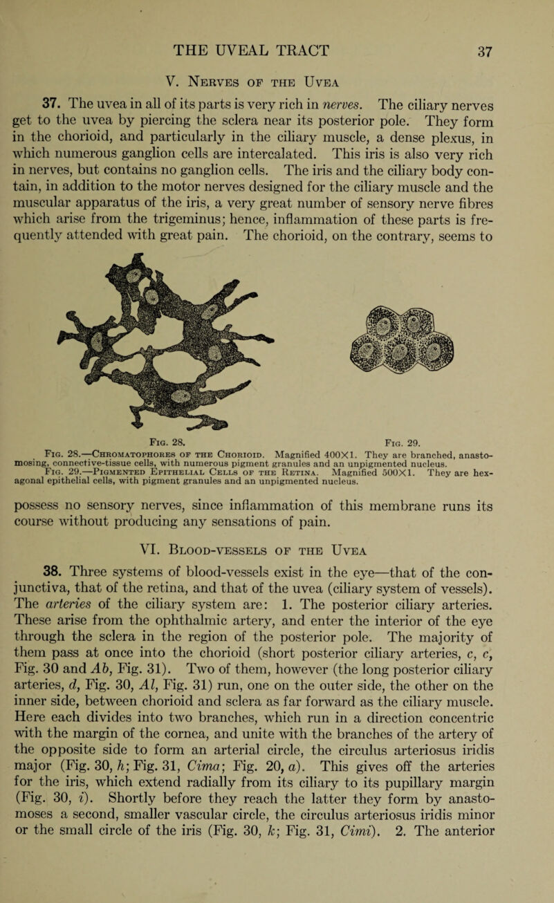 V. Nerves of the Uvea 37. The uvea in all of its parts is very rich in nerves. The ciliary nerves get to the uvea by piercing the sclera near its posterior pole. They form in the chorioid, and particularly in the ciliary muscle, a dense plexus, in which numerous ganglion cells are intercalated. This iris is also very rich in nerves, but contains no ganglion cells. The iris and the ciliary body con¬ tain, in addition to the motor nerves designed for the ciliary muscle and the muscular apparatus of the iris, a very great number of sensory nerve fibres which ari.se from the trigeminus; hence, inflammation of these parts is fre¬ quently attended with great pain. The chorioid, on the contrary, seems to Fig. 28. Fig. 29. Fig. 28.—Chromatophores of the Chorioid. Magnified 400X1. They are branched, anasto¬ mosing, connective-tissue cells, with numerous pigment granules and an unpigmented nucleus. Fig. 29.—Pigmented Epithelial Cells of the Retina. Magnified 500X1. They are hex¬ agonal epithelial cells, with pigment granules and an unpigmented nucleus. possess no sensory nerves, since inflammation of this membrane runs its course without producing any sensations of pain. VI. Blood-vessels of the Uvea 38. Three systems of blood-vessels exist in the eye—that of the con¬ junctiva, that of the retina, and that of the uvea (ciliary system of vessels). The arteries of the ciliary system are: 1. The posterior ciliary arteries. These arise from the ophthalmic artery, and enter the interior of the eye through the sclera in the region of the posterior pole. The majority of them pass at once into the chorioid (short posterior ciliary arteries, c, c, Fig. 30 and Ab, Fig. 31). Two of them, however (the long posterior ciliary arteries, d, Fig. 30, Al, Fig. 31) run, one on the outer side, the other on the inner side, between chorioid and sclera as far forward as the ciliary muscle. Here each divides into two branches, which run in a direction concentric with the margin of the cornea, and unite with the branches of the artery of the opposite side to form an arterial circle, the circulus arteriosus iridis major (Fig. 30, h; Fig. 31, Cima; Fig. 20, a). This gives off the arteries for the iris, which extend radially from its ciliary to its pupillary margin (Fig. 30, i). Shortly before they reach the latter they form by anasto¬ moses a second, smaller vascular circle, the circulus arteriosus iridis minor or the small circle of the iris (Fig. 30, k; Fig. 31, Cimi). 2. The anterior