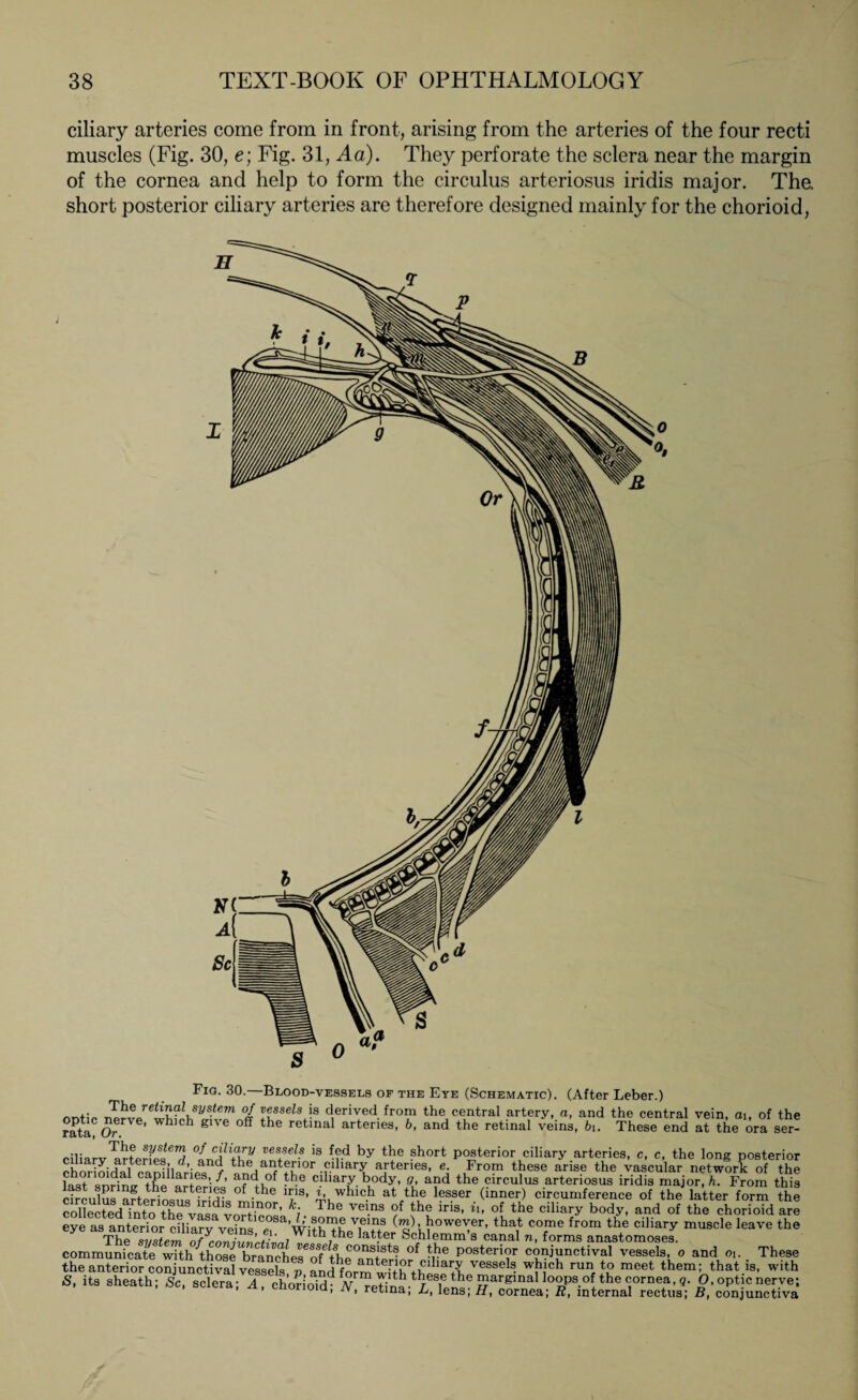 ciliary arteries come from in front, arising from the arteries of the four recti muscles (Fig. 30, e; Fig. 31, Ad). They perforate the sclera near the margin of the cornea and help to form the circulus arteriosus iridis major. The. short posterior ciliary arteries are therefore designed mainly for the chorioid, Fig. 30.—Blood-vessels of the Eye (Schematic). (After Leber.) __+- °I Hssels Is derived from the central artery, a, and the central vein, ai, of the rata? Or ’ hl°h glVG °ff the retinal artenes, b, and the retinal veins, bi. These end at the ora ser- ciliarv'arterfe?^ the »Iff* is by ^ ?hort Posterior ciliary arteries, c, c, the long posterior the anterior ciliary arteries, e. From these arise the vascular network of the last sndne the aS?ri£’ —6 cd‘aT bu0dy’ and the circulus arteriosus iridis major, h. From this ctrLlSrafterio<,u??HHL f- he Y®’ ^,whlc.h at A6 lesser (inner) circumference of the latter form the collectldYnt?the vasa*i. The Vei-ns ?f *h® lris’ il' of the ciliary body, and of the chorioid are eye as anterior ciliary veins ci WitHLTatter%)? thaf cofme from the ci]iary muscle leave the The system nfrnrriunnt;™7 Jtn the latter Schlemm s canal n, forms anastomoses. communicate with those brnnohp^A/ACOnS+St® P°sterior conjunctival vessels, o and 01. These the anterior conjunctival vessels p and forrn withtheVessel® wbich run to meet them; that is, with S, its sheath; Sc, sclera; A, cho?ioidd N“etina^LTpÄ? ??arginai1 loops of the cornea,«. O, optic nerve; uiu, iy, retina, L, lens,H, cornea; R, internal rectus; B, conjunctiva