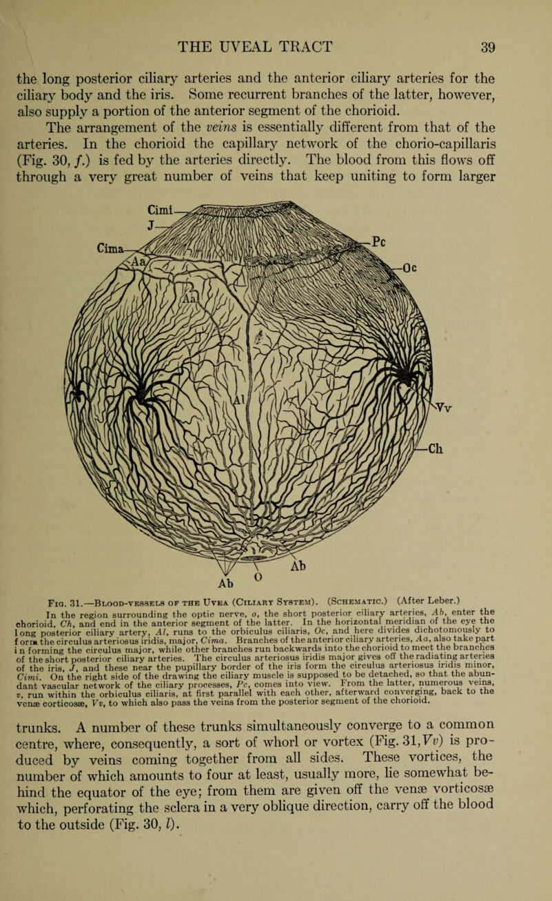 the long posterior ciliary arteries and the anterior ciliary arteries for the ciliary body and the iris. Some recurrent branches of the latter, however, also supply a portion of the anterior segment of the chorioid. The arrangement of the veins is essentially different from that of the arteries. In the chorioid the capillary network of the chorio-capillaris (Fig. 30, /.) is fed by the arteries directly. The blood from this flows off through a very great number of veins that keep uniting to form larger Fia. 31.—Blood-vessels of the Uvea (Ciliary System). (Schematic.) (After Leber.) In the region surrounding the optic nerve, o, the short posterior ciliary arteries, Ab, enter the chorioid, Ch, and end in the anterior segment of the latter. In the horizontal meridian of the eye the long posterior ciliary artery, Al, runs to the orbiculus ciliaris, Oc, and.here divides dichotomously to f orm the circulus arteriosus iridis, major, Cima. Branches of the anterior ciliary arteries, Aa, also take part i n forming the circulus major, while other branches run backwards into the chorioid to meet the branches of the short posterior ciliary arteries. The circulus arteriosus iridis major gives off the radiating arteries of the iris, J, and these near the pupillary border of the iris form the circulus aiteriosus iridis minor, Cimi. On the right side of the drawing the ciliary muscle is supposed to be detached, so that the abun¬ dant vascular network of the ciliary processes, Pc, comes into view. From the latter, numerous veins, v, run within the orbiculus ciliaris, at first parallel with each other, afterward converging, back to the ven.se corticosse, Vv, to which also pass the veins from the posterior segment of the chorioid. trunks. A number of these trunks simultaneously converge to a common centre, where, consequently, a sort of whorl or vortex (Fig. 31,Vv) is pro¬ duced by veins coming together from all sides. These vortices, the number of which amounts to four at least, usually more, lie somewhat be¬ hind the equator of the eye; from them are given off the venae vorticosae which, perforating the sclera in a very oblique direction, carry off the blood to the outside (Fig. 30, l).